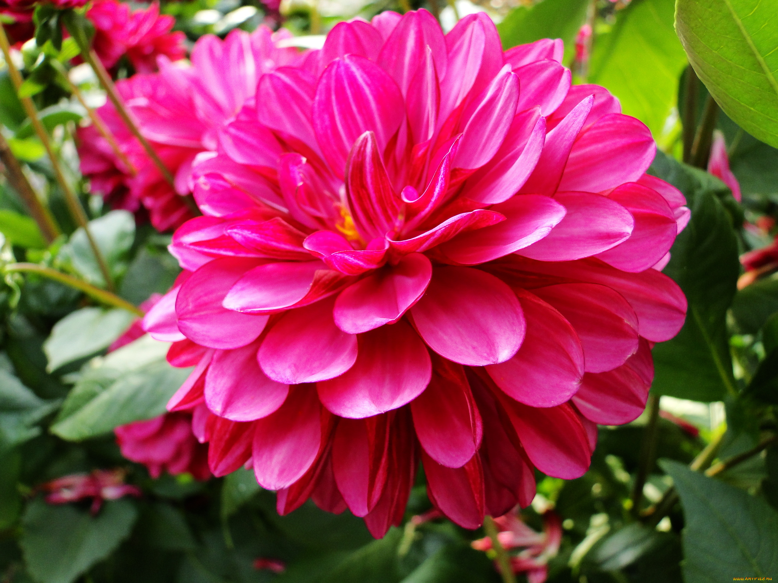 цветы, георгины, лепестки, листья