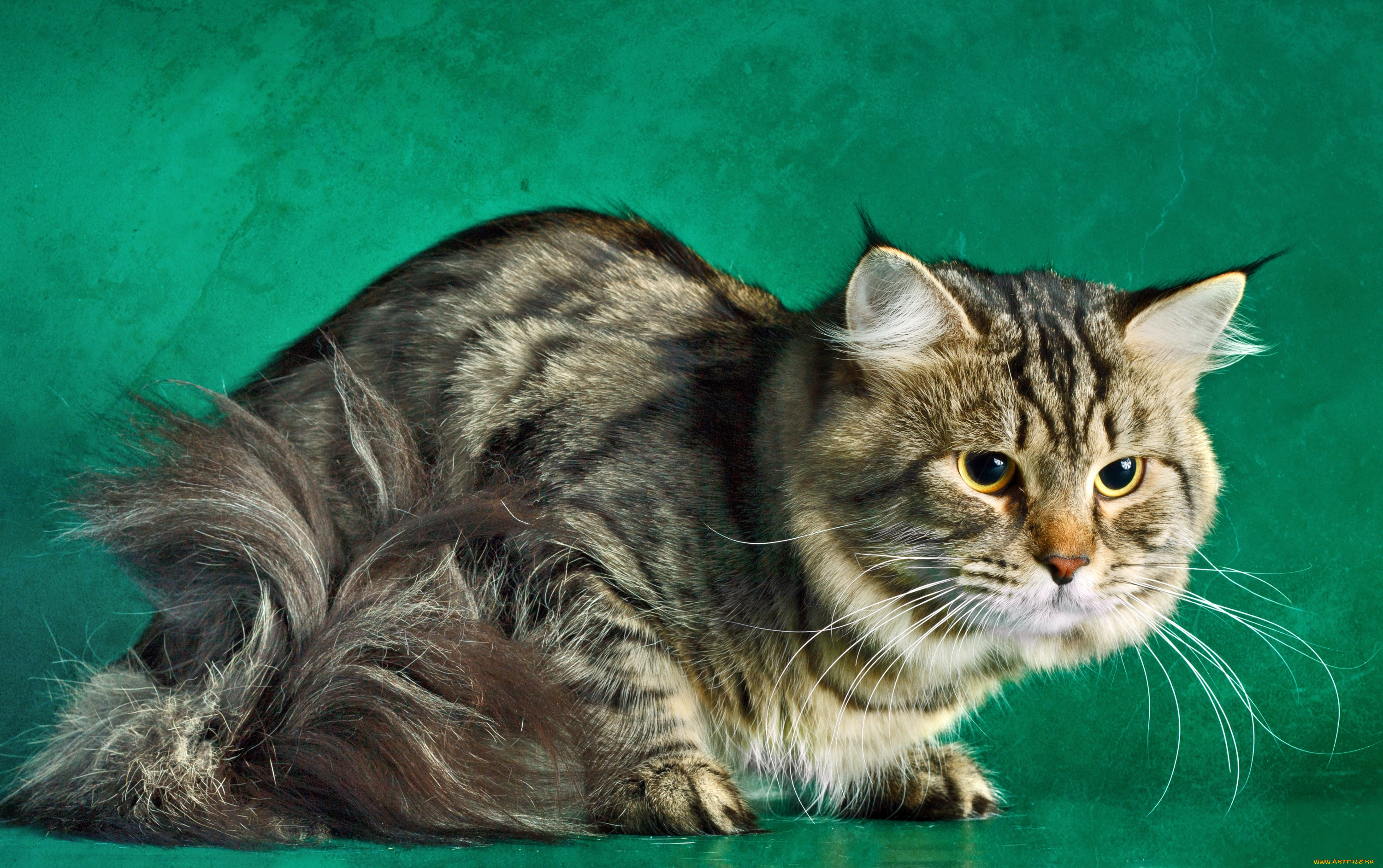 животные, коты, котэ