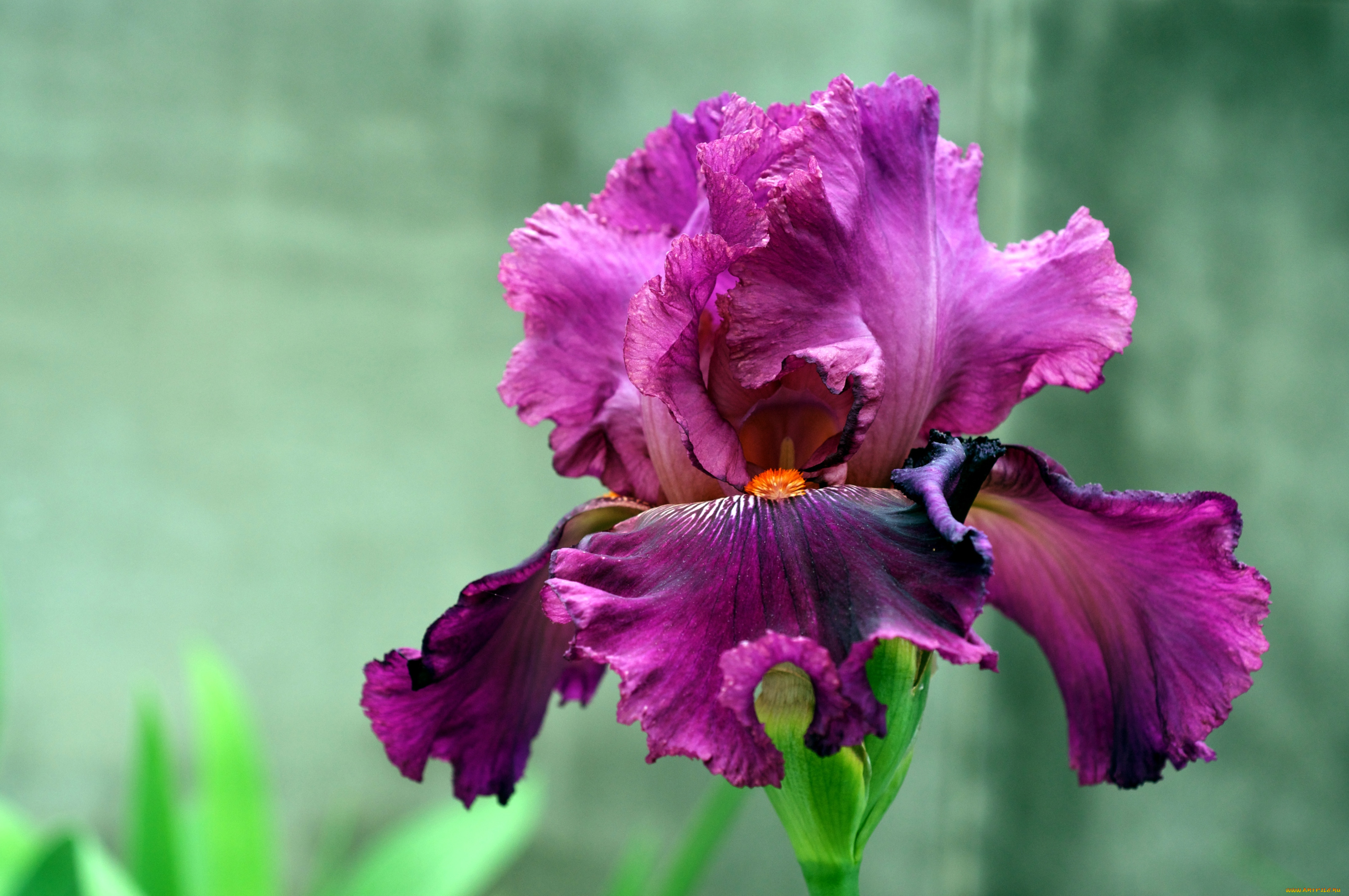 цветы, ирисы, лиловый