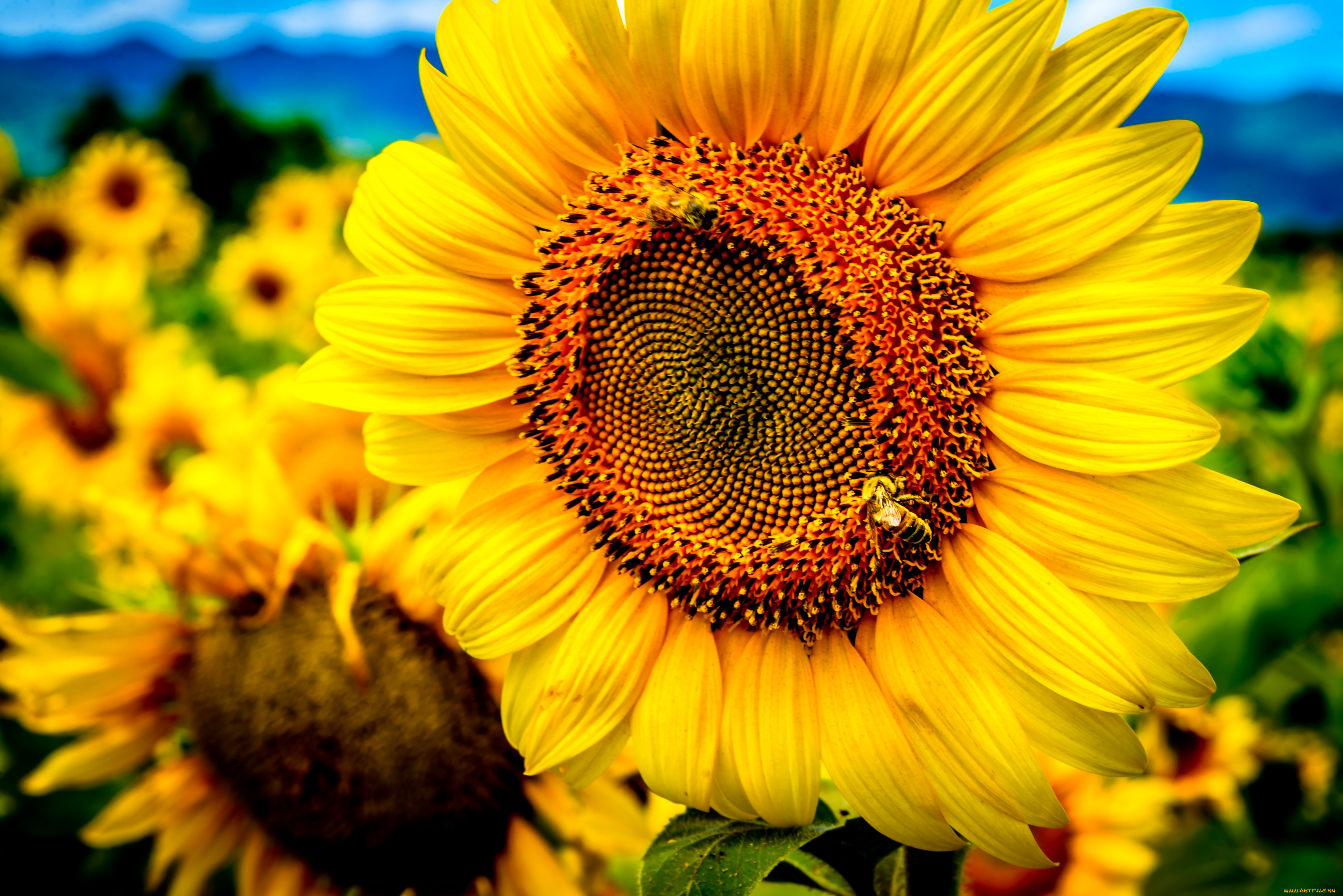 цветы, подсолнухи, макро, желтый