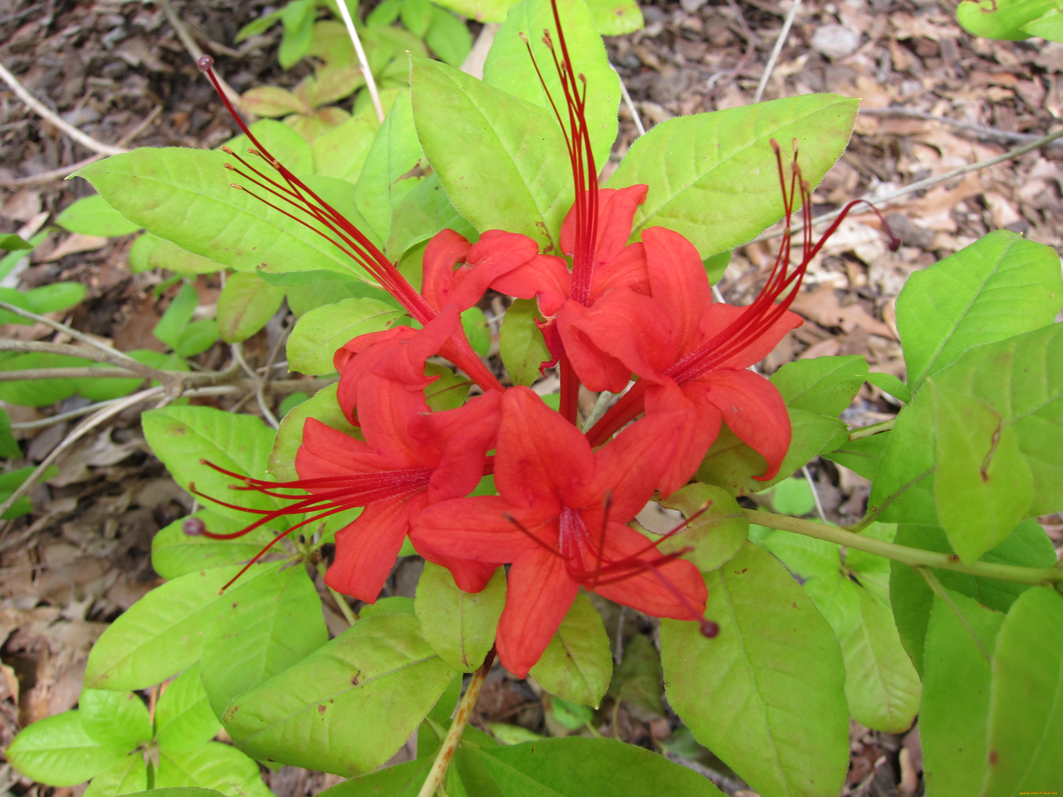 цветы, рододендроны, азалии, лепестки, листья