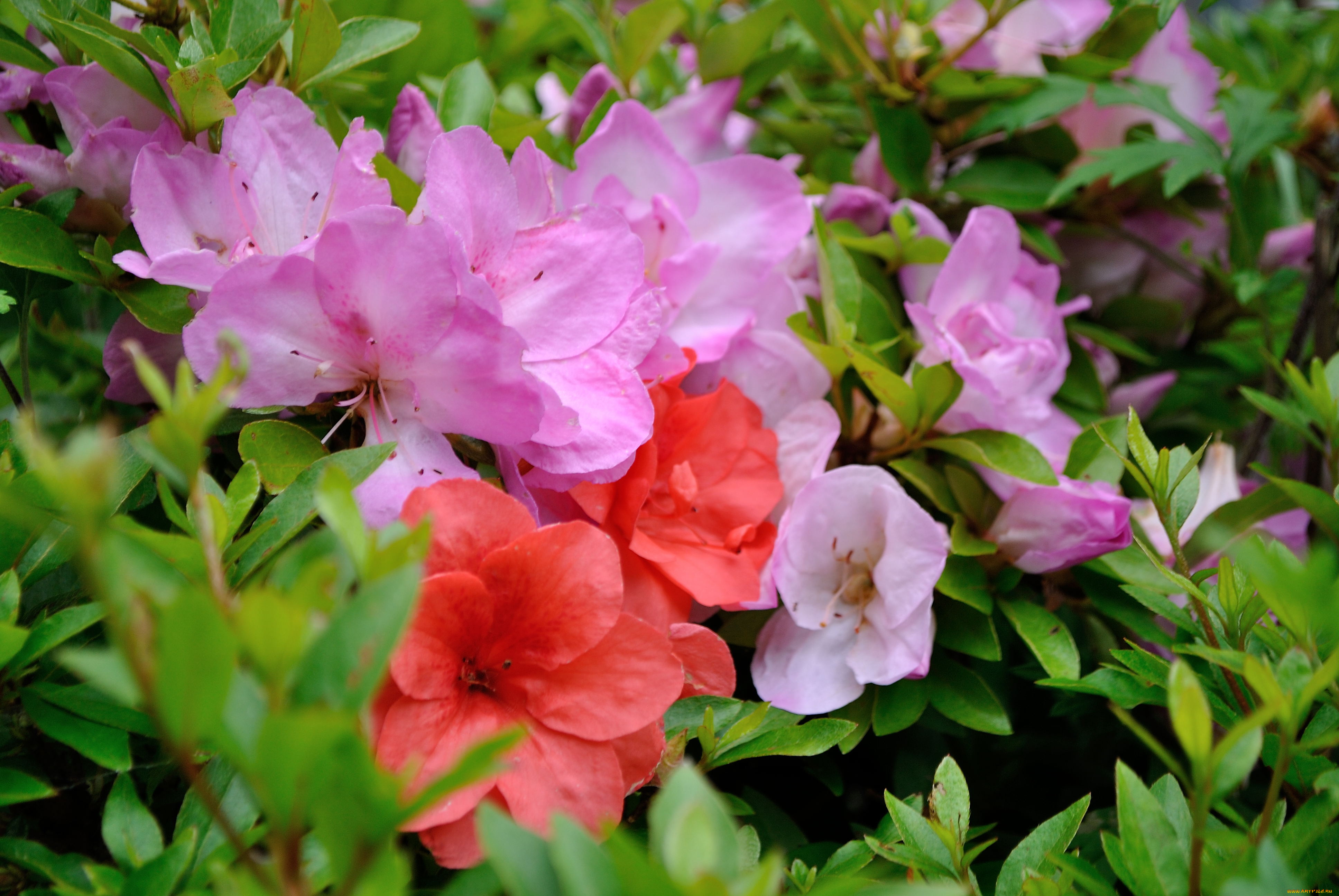 цветы, рододендроны, азалии, листья, лепестки