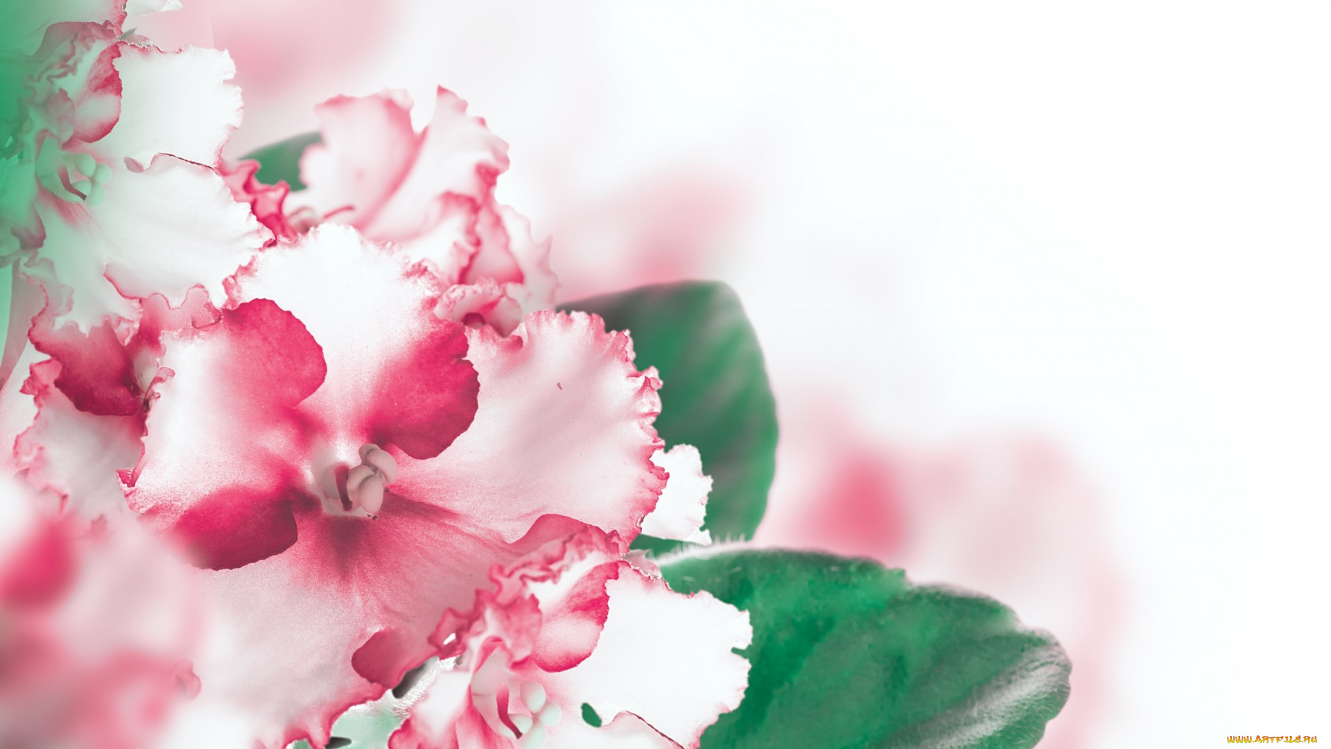 цветы, фиалки, листики, бело-розовая, фиалка