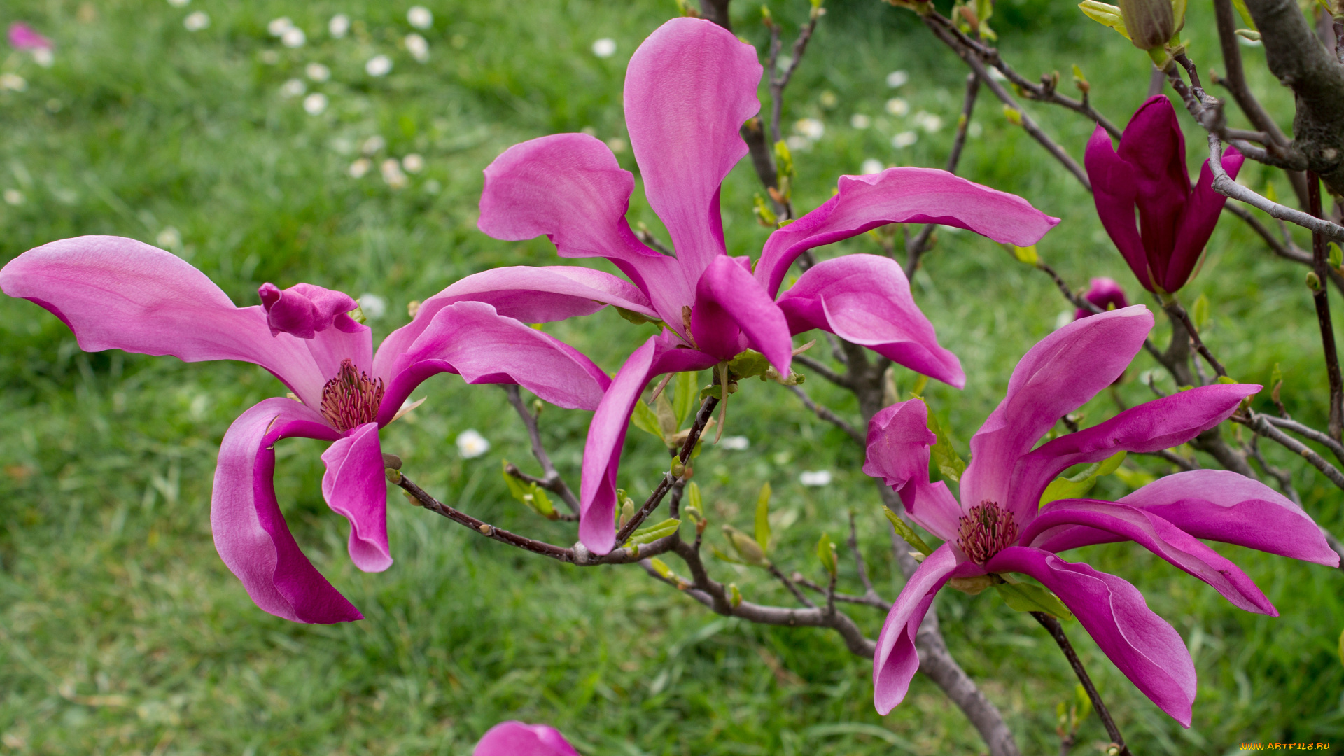 цветы, магнолии, ветка