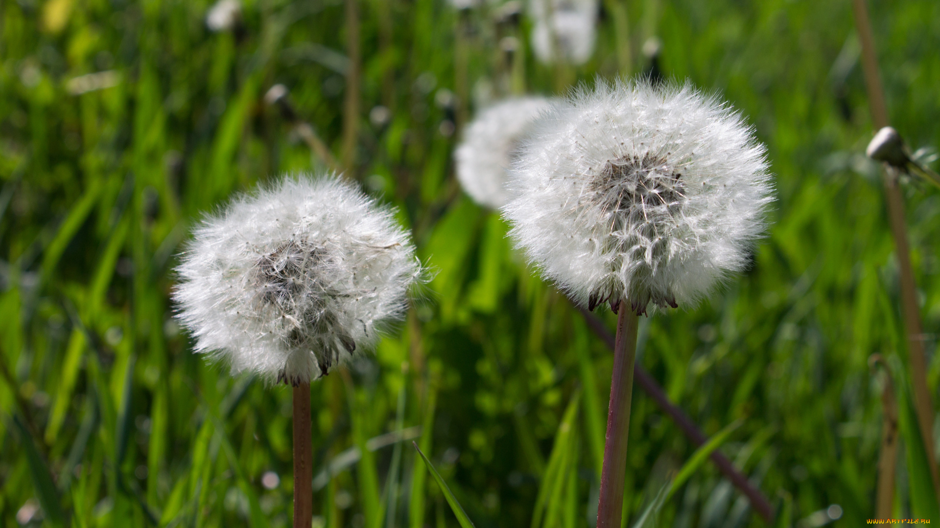 цветы, одуванчики, лето