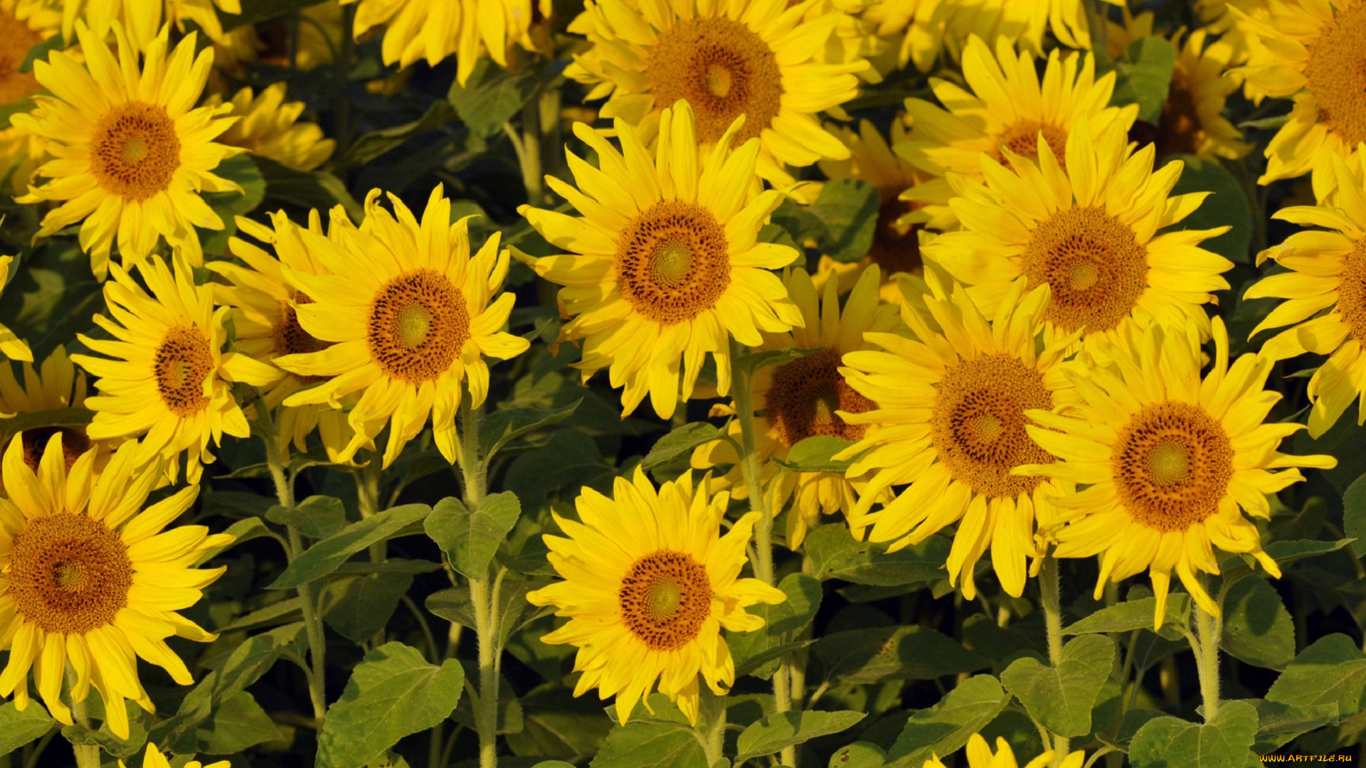 цветы, подсолнухи, жёлтые