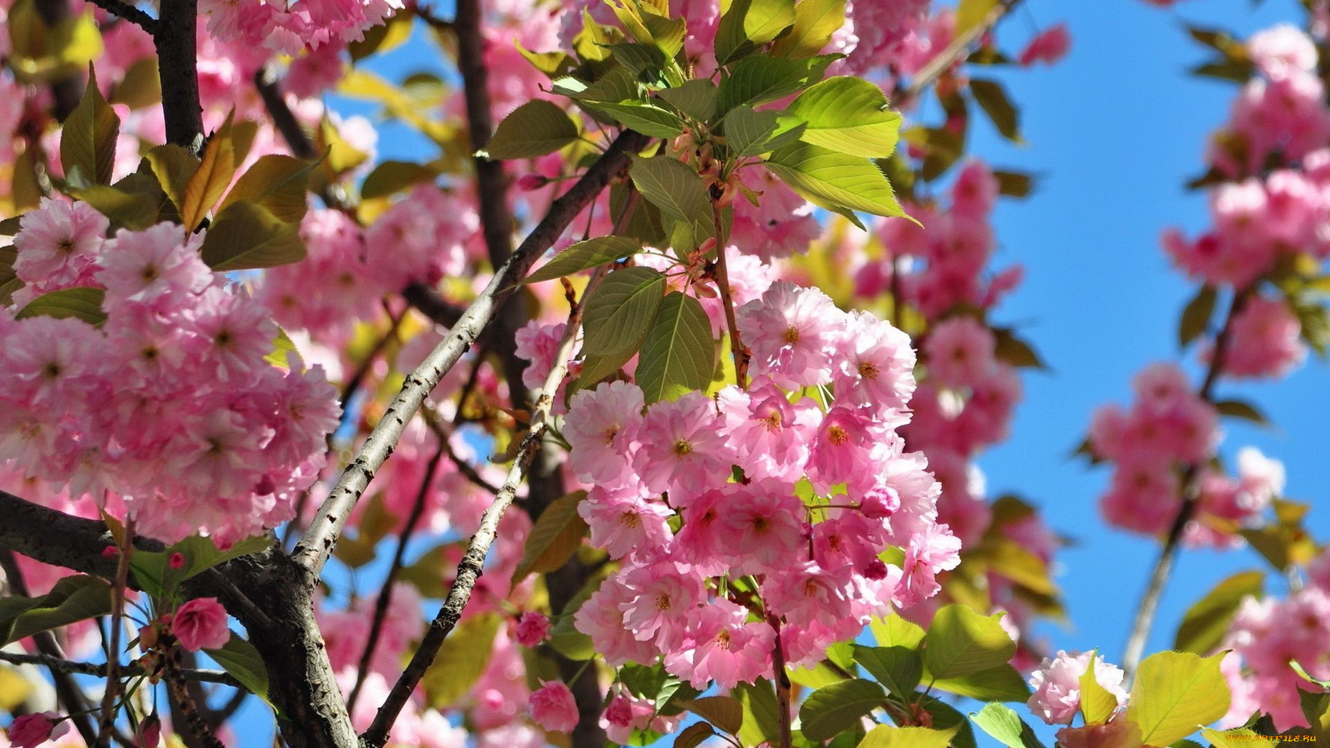 цветы, сакура, , вишня, ветка
