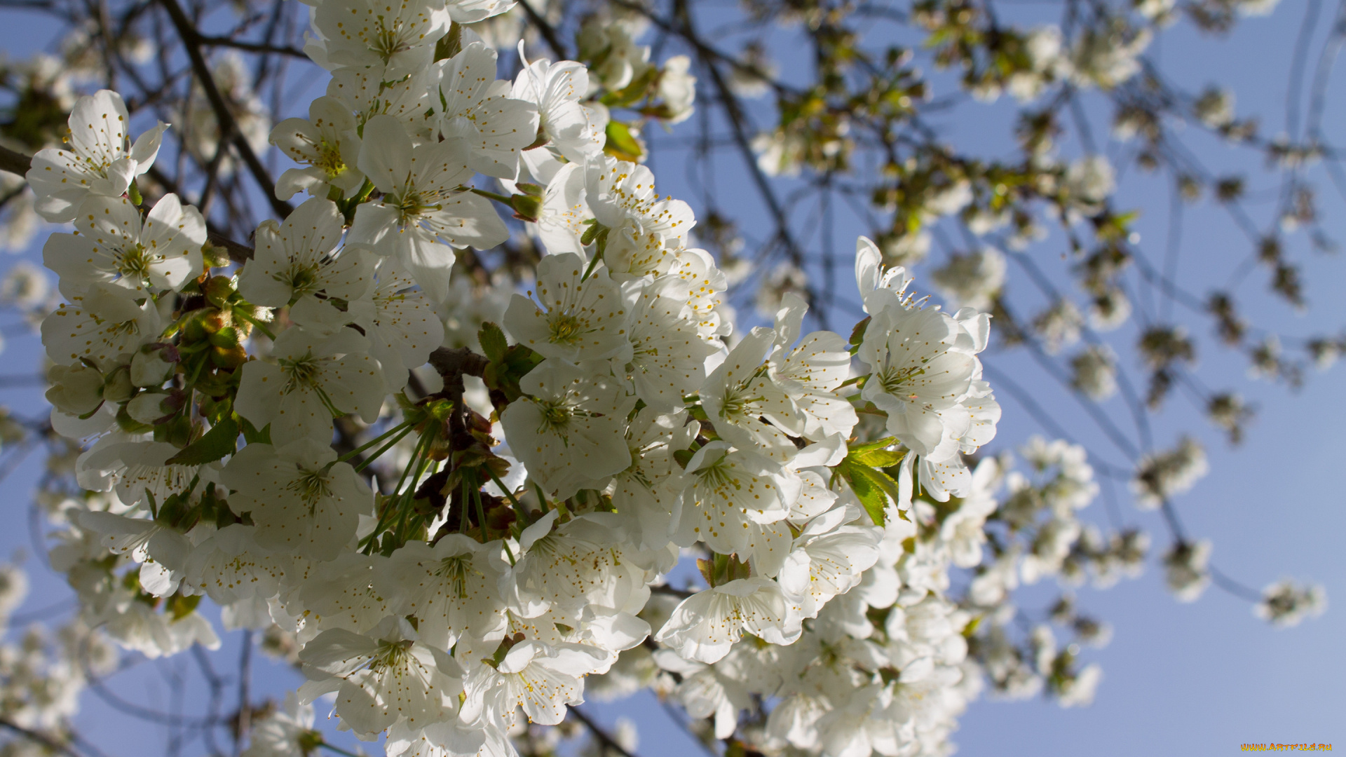 цветы, сакура, , вишня, ветка, вишня