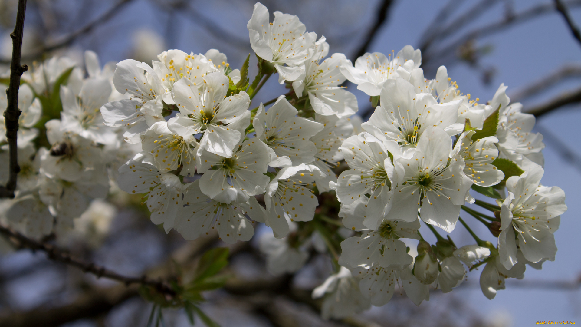 цветы, сакура, , вишня, ветка, вишня
