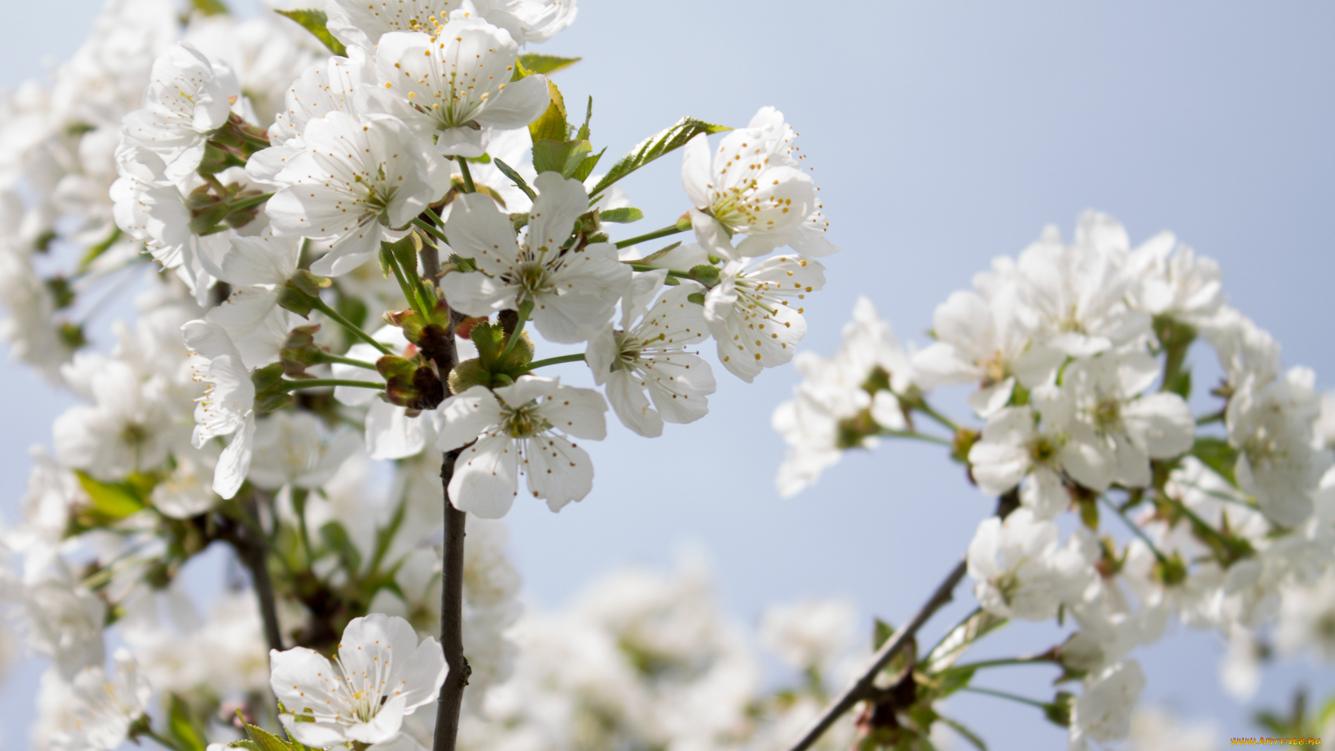 цветы, сакура, , вишня, вишня, ветка