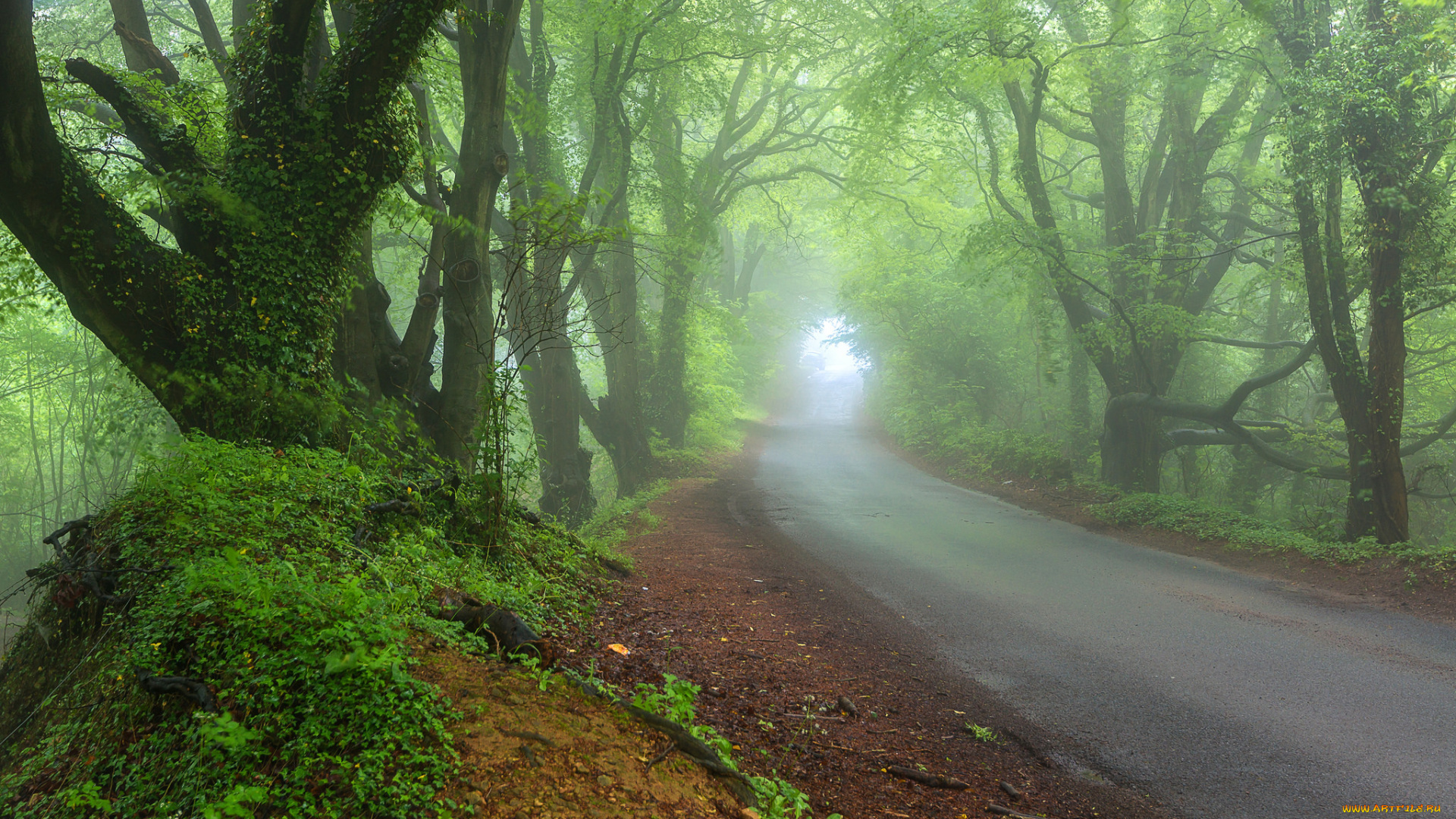 природа, дороги, лес, весна, дорога, туман, дымка
