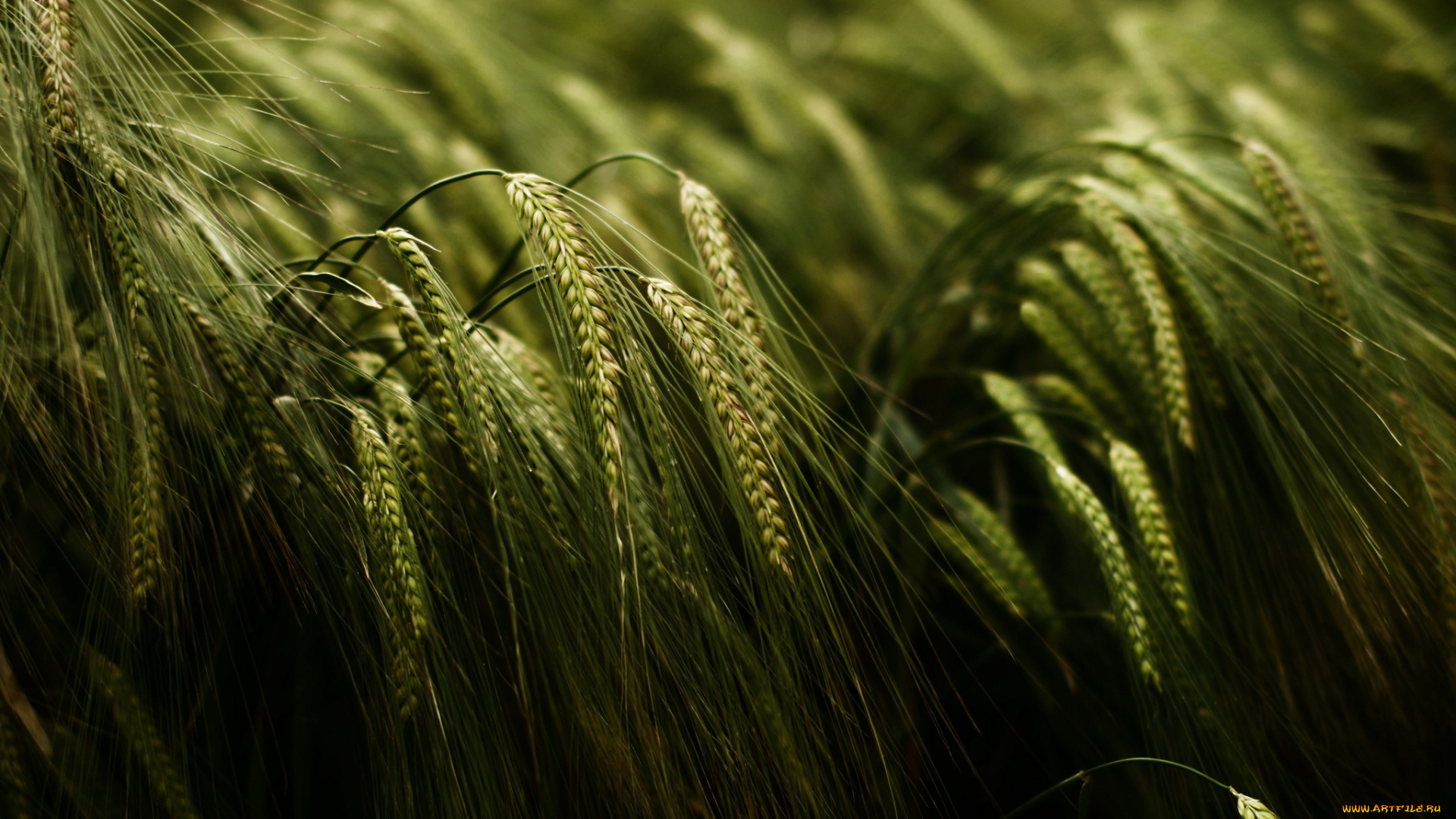 природа, макро, колоски, поле