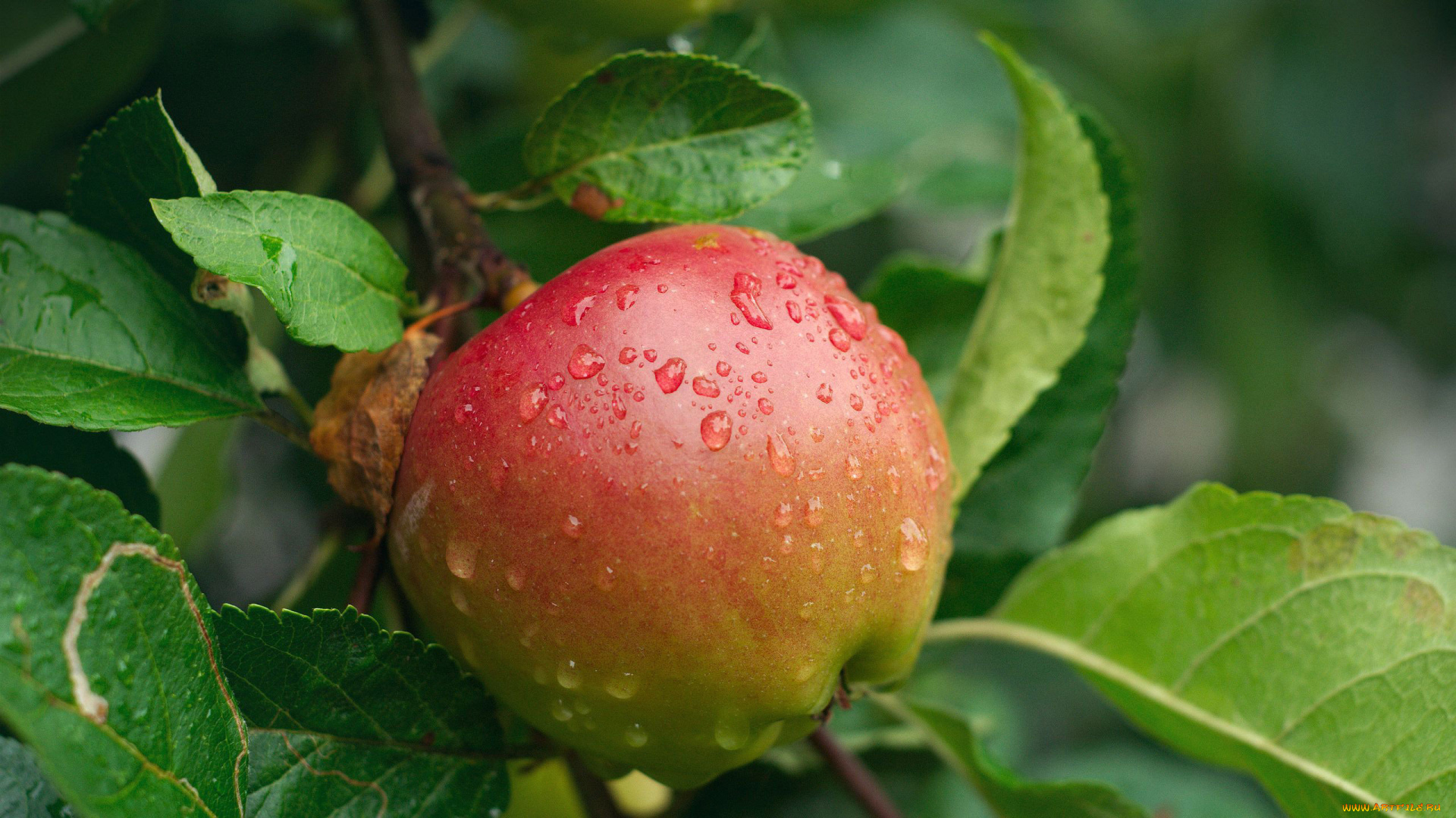 природа, плоды, капли