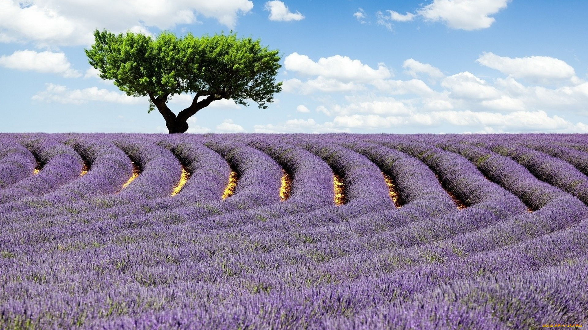 природа, поля, облака, небо, цветы, лаванда, ряды, поле, дерево