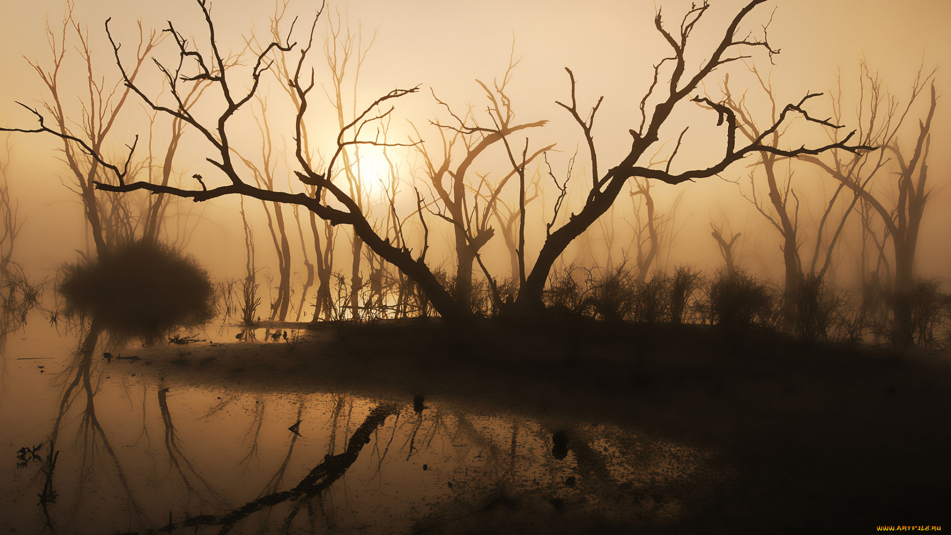 природа, восходы, закаты, утро, силуэт, солнечный, свет, туман, коряги, деревья, озеро