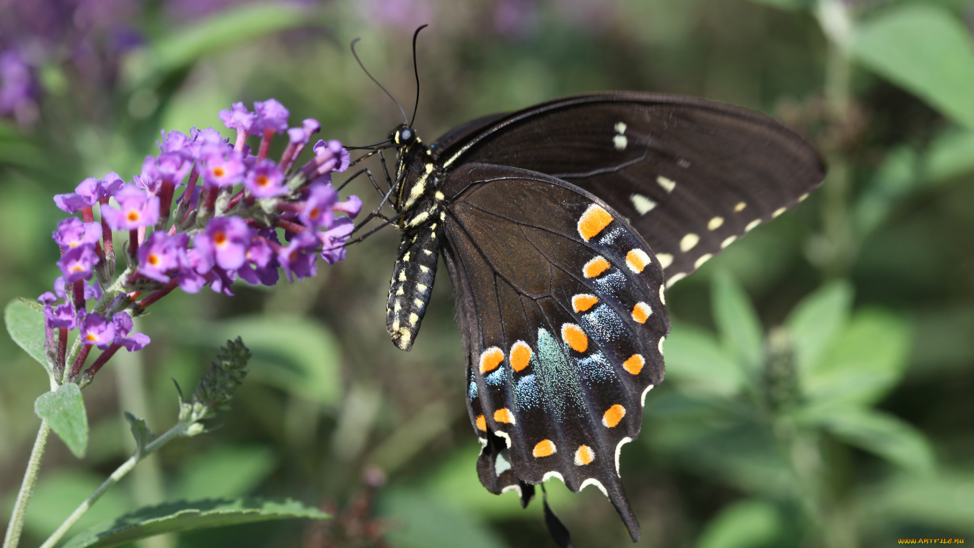 животные, бабочки, цветок, сиреневый, бабочка