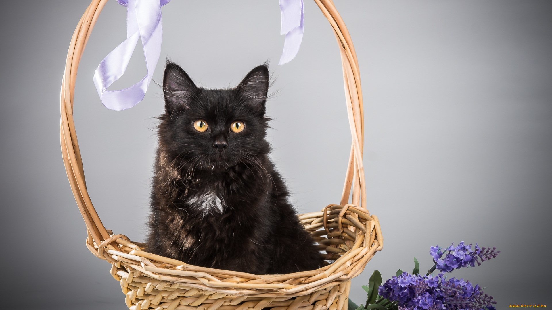 животные, коты, корзина