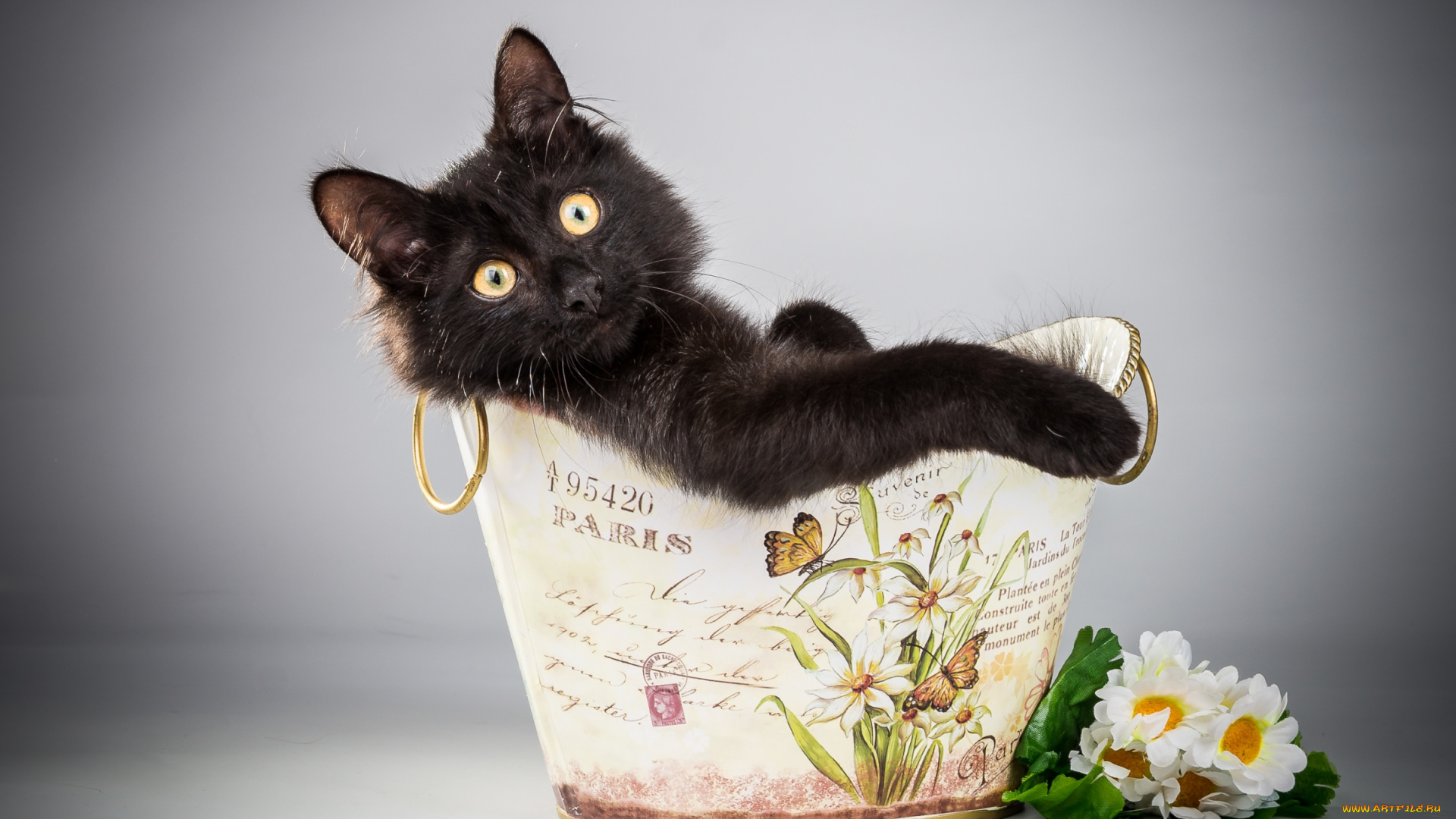 животные, коты, ведерко