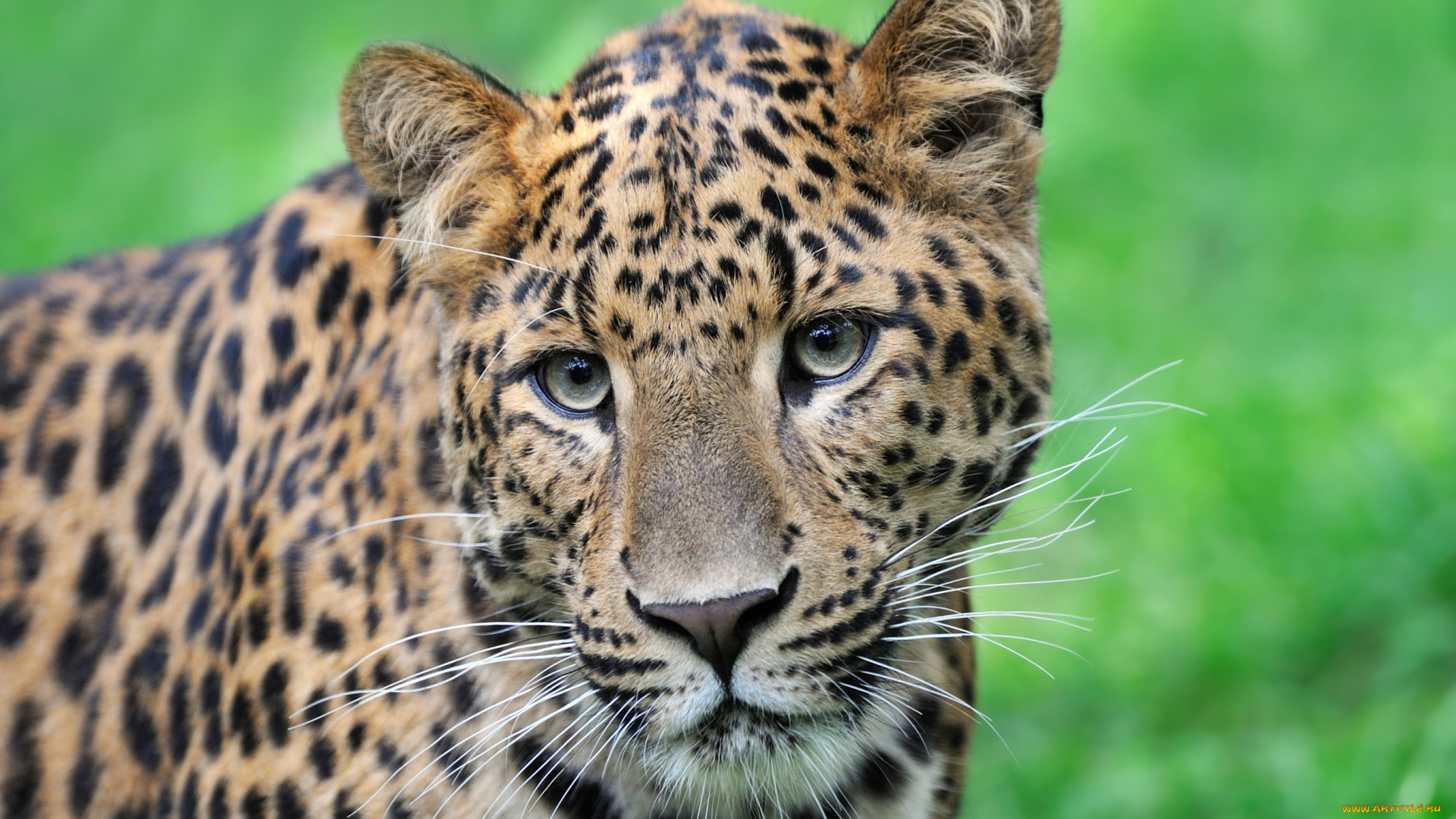 животные, леопарды, портрет