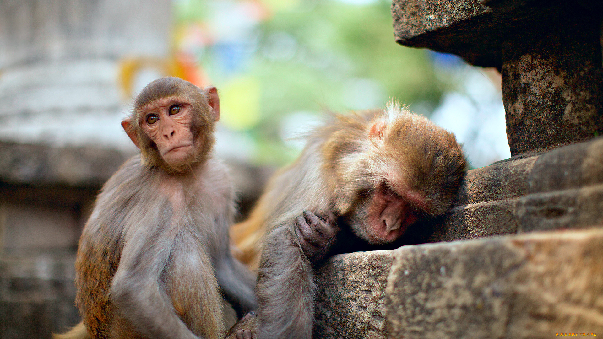 животные, обезьяны, храм, молодая, старая, две, макаки, ступени