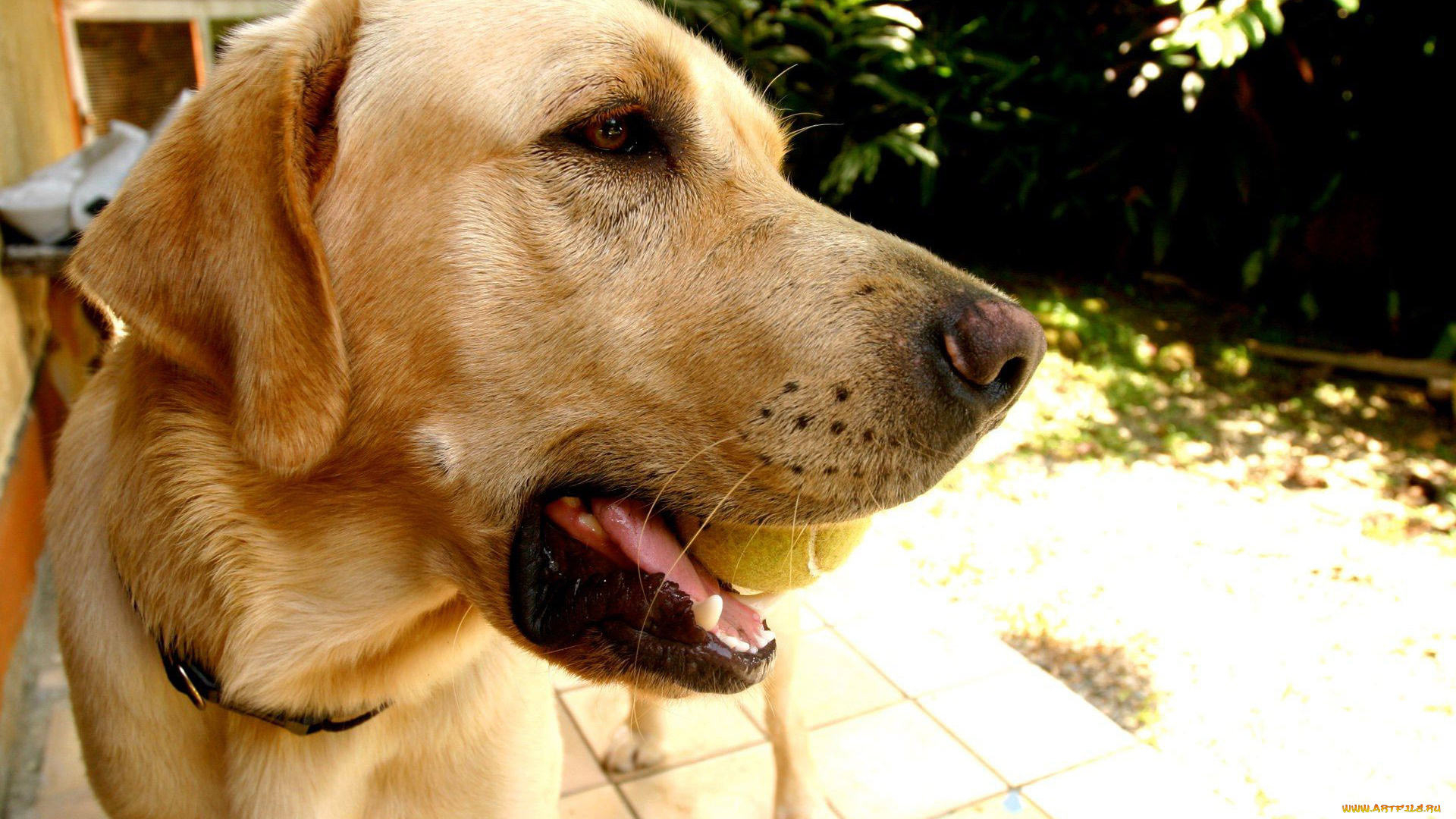 животные, собаки, морда