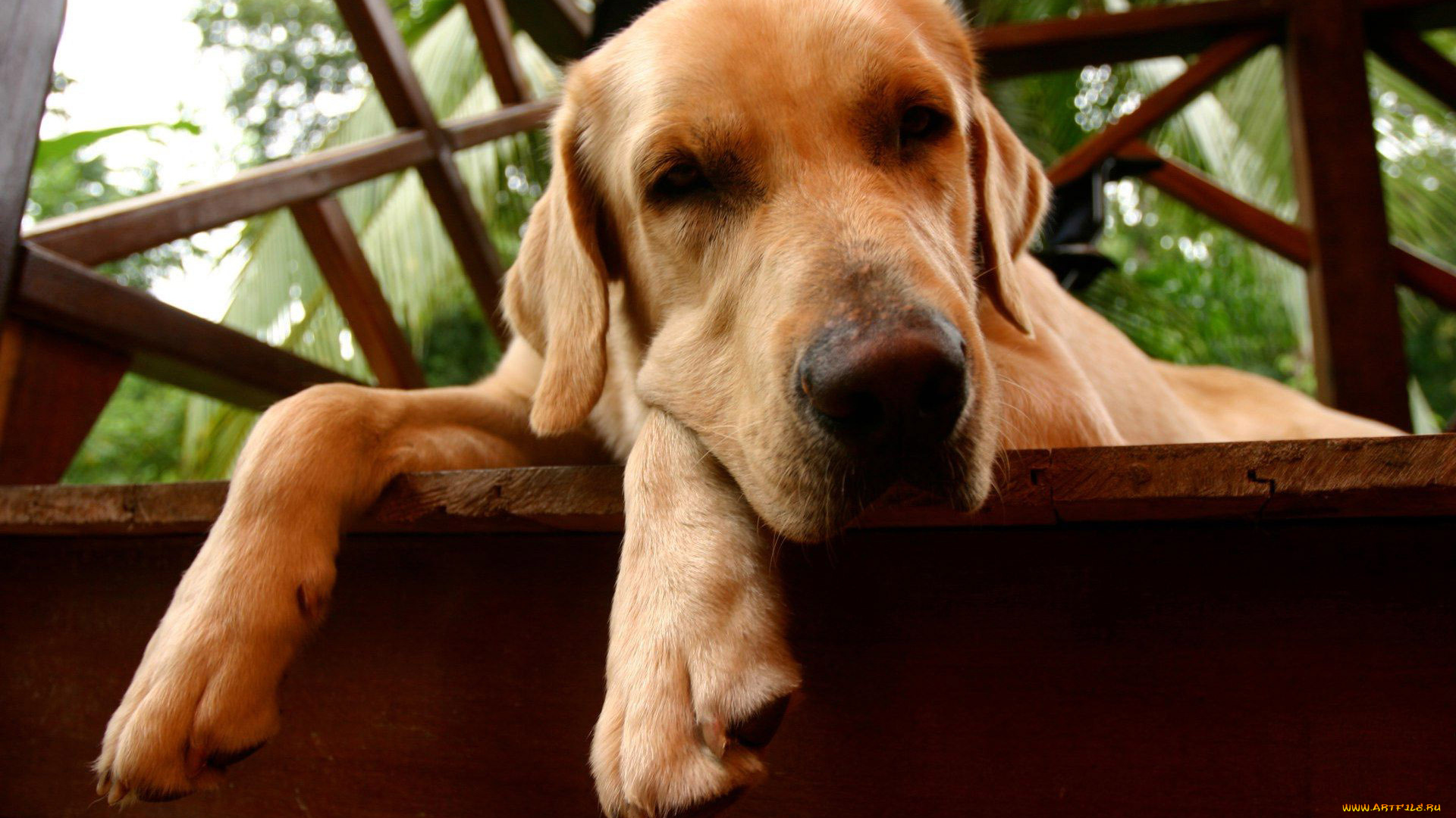 животные, собаки, морда