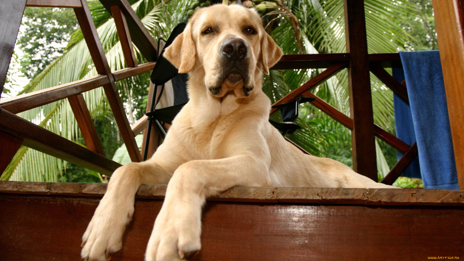 животные, собаки, морда