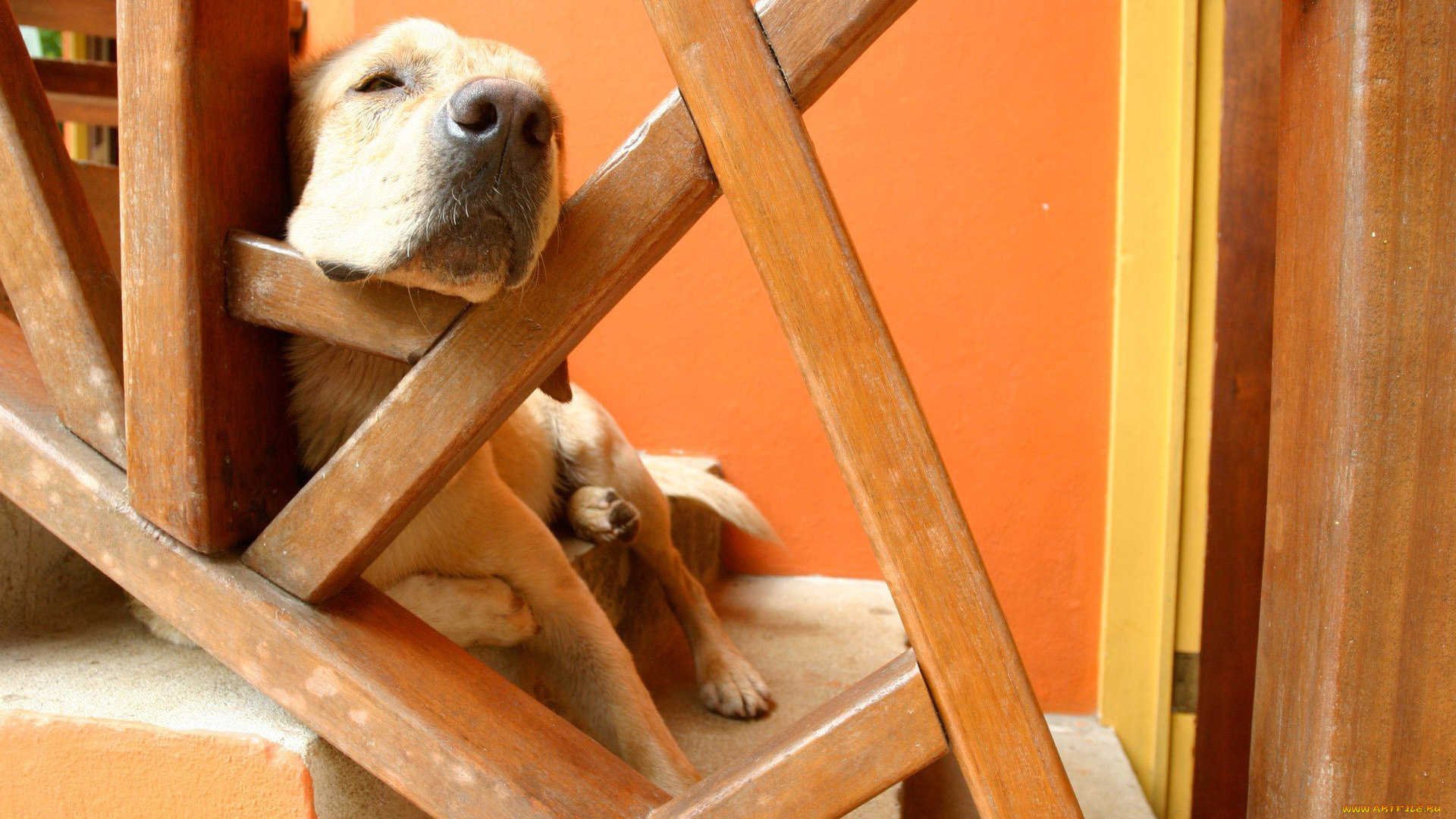 животные, собаки, сон