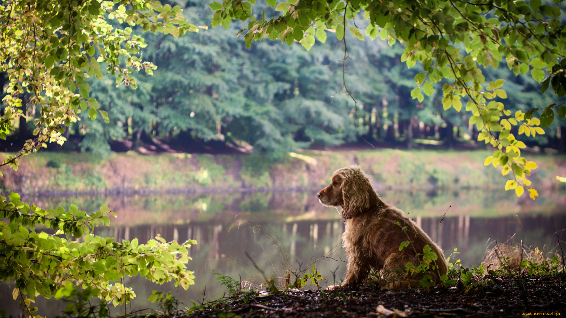 животные, собаки, зелень, листья, ветки, природа, собака