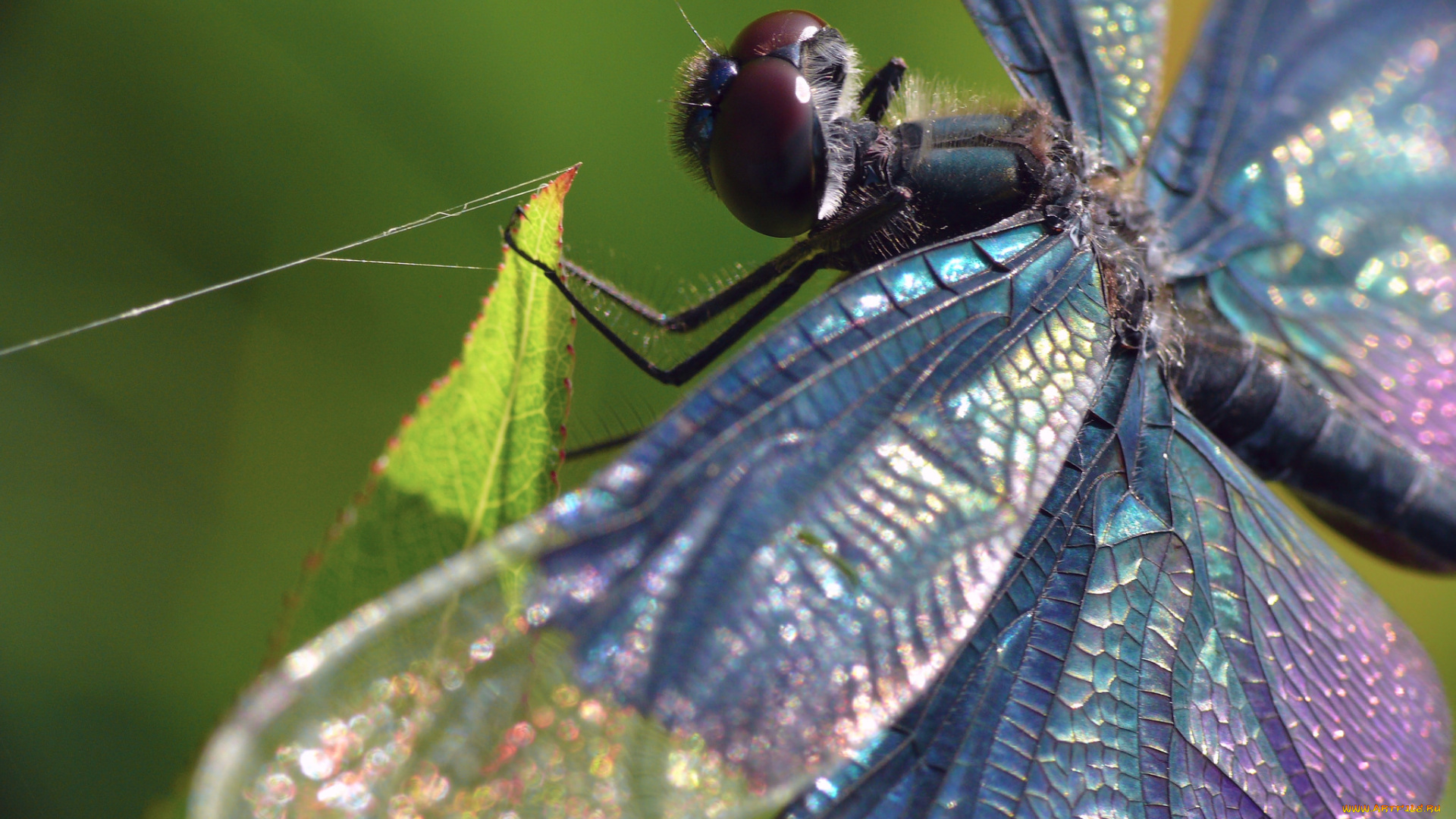 животные, стрекозы, стрекоза