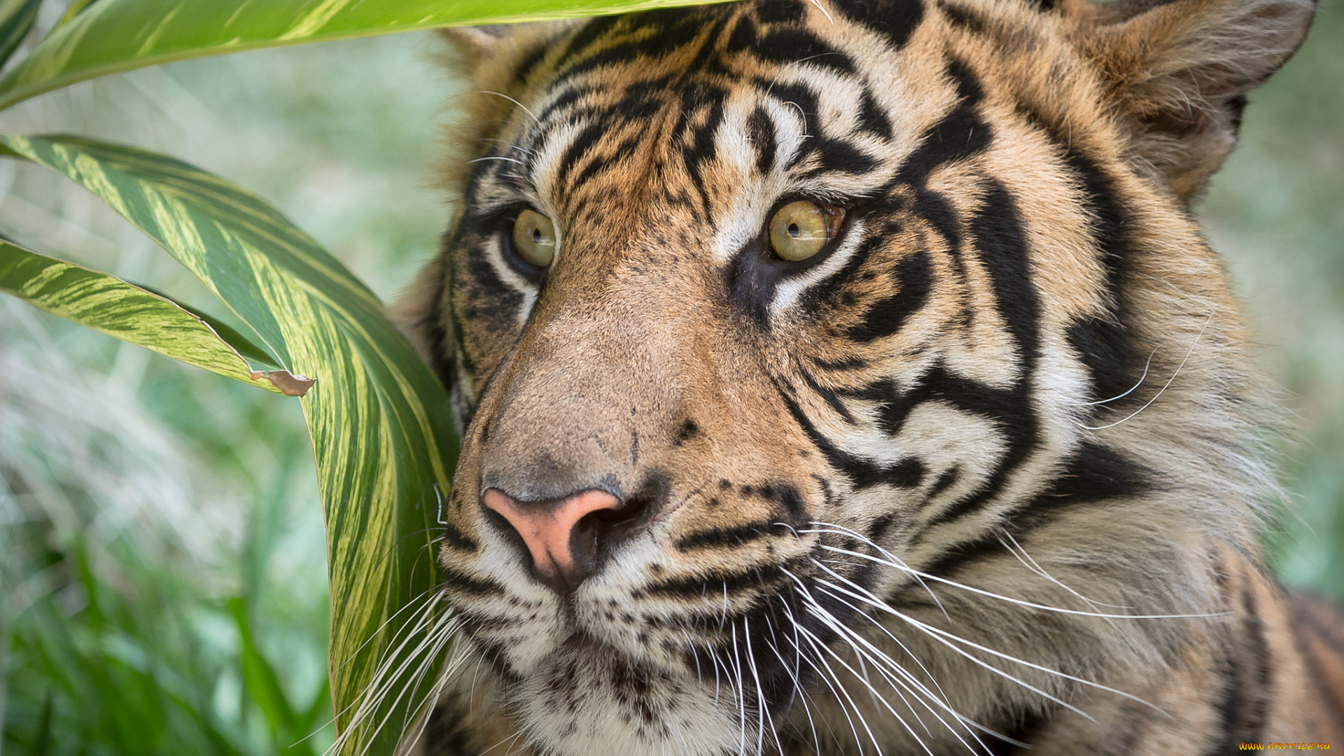 животные, тигры, листья, тигр, взгляд, полосы, окрас