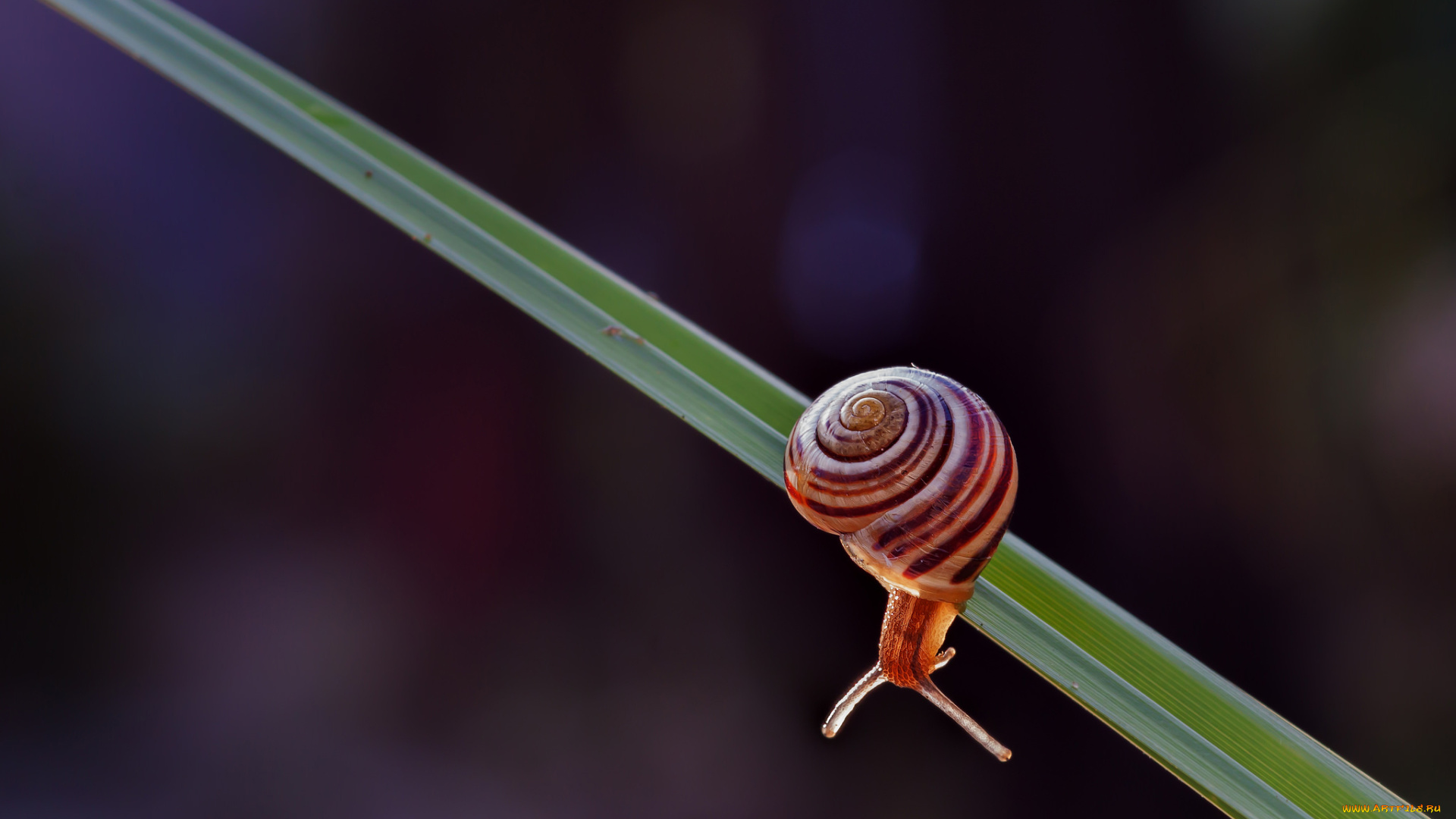 животные, улитки, фон, трава, вечер, свет, улитка, макро