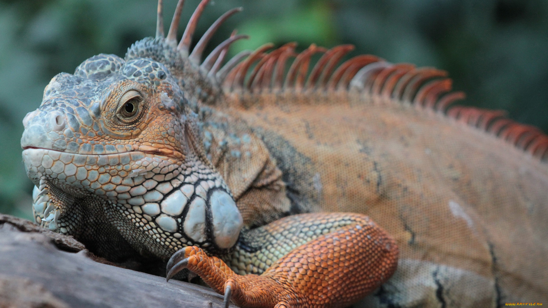 животные, Ящерицы, , игуаны, , вараны, хладнокровное