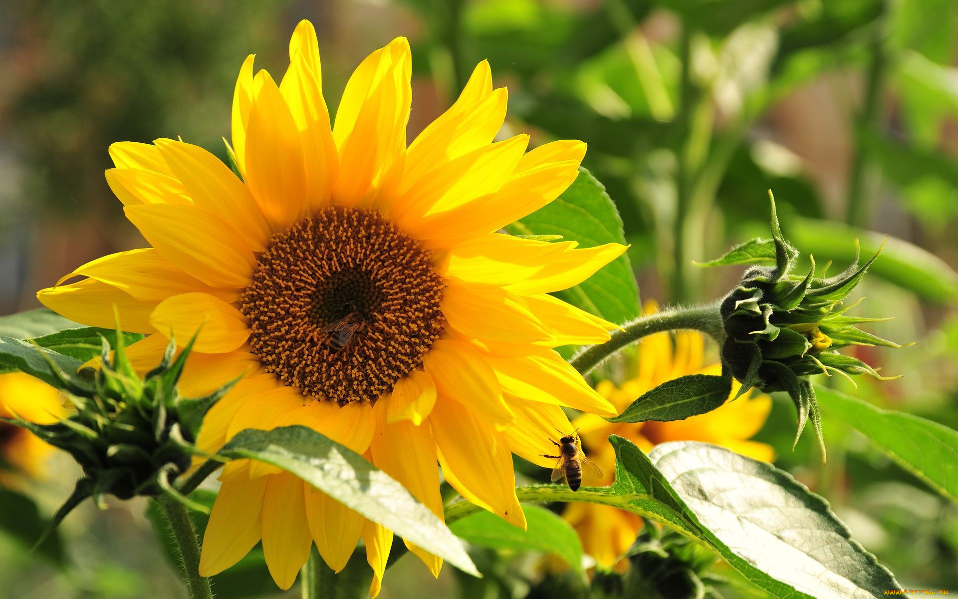 цветы, подсолнухи, лепестки