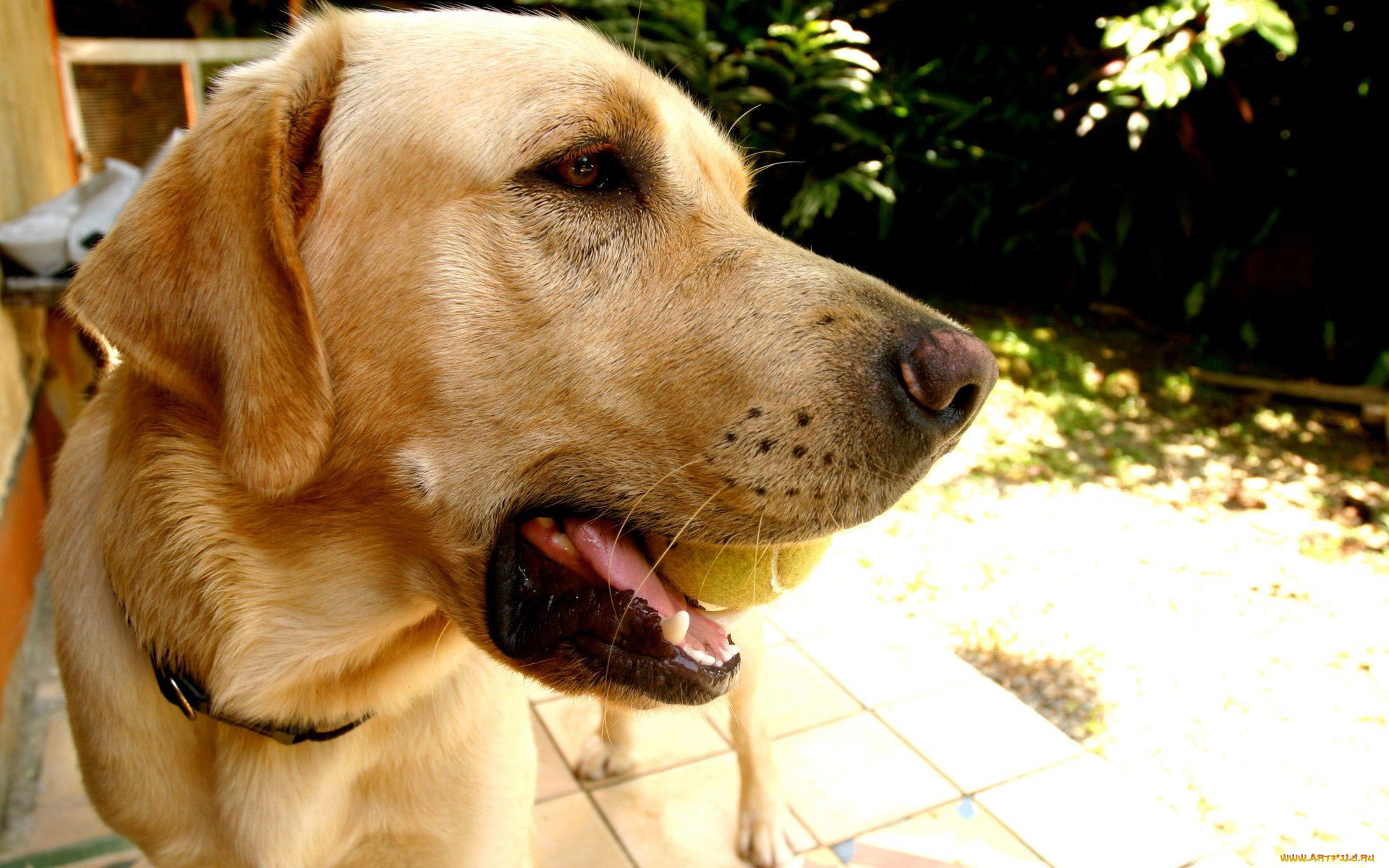 животные, собаки, морда