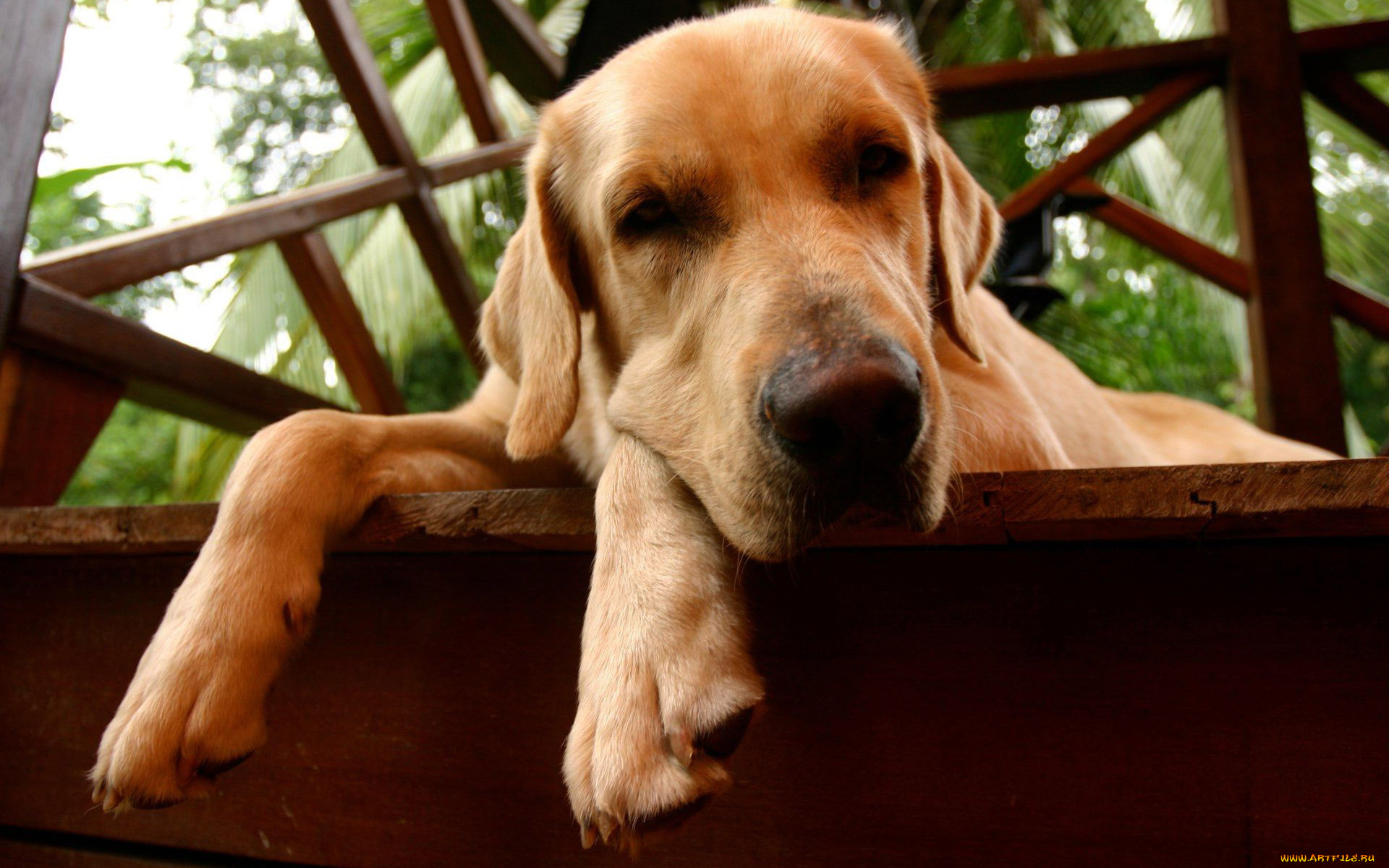 животные, собаки, морда