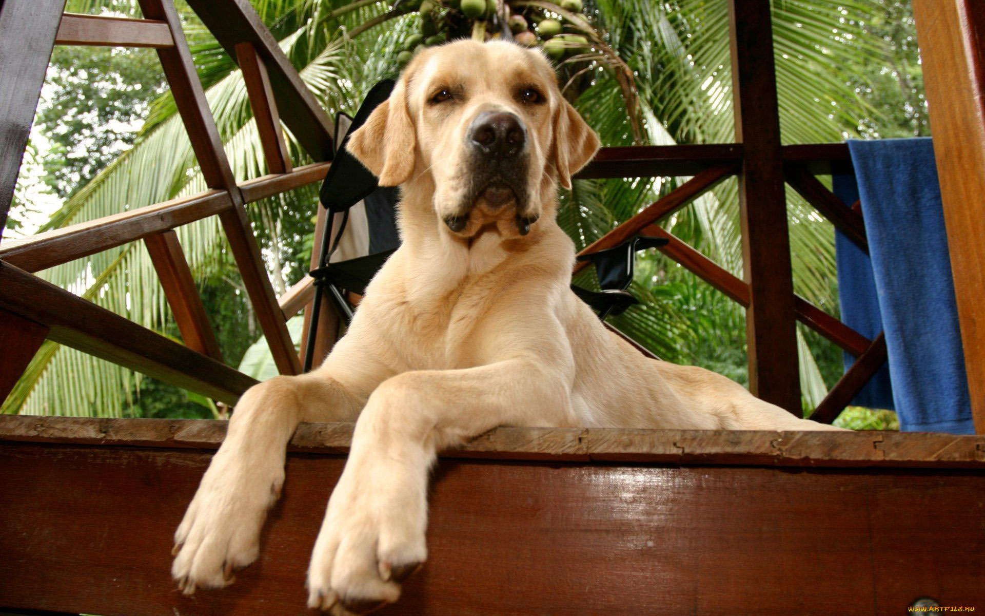 животные, собаки, морда