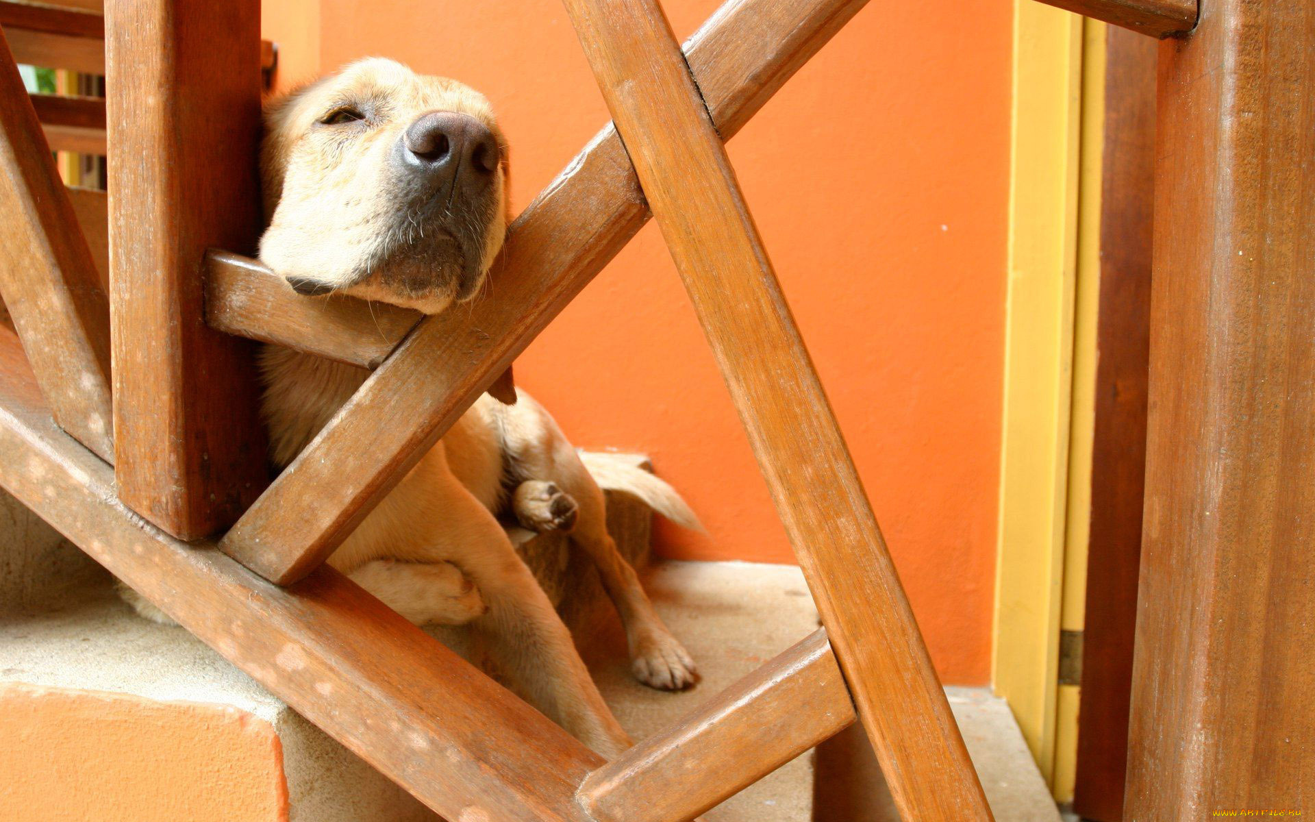 животные, собаки, сон