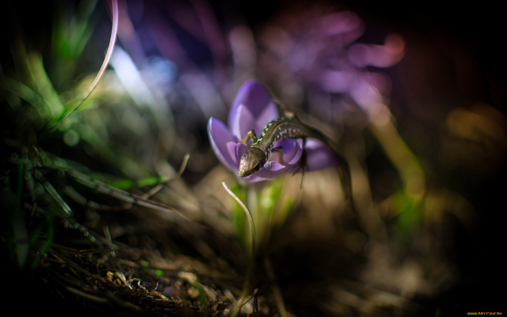 животные, Ящерицы, , игуаны, , вараны, ящерица