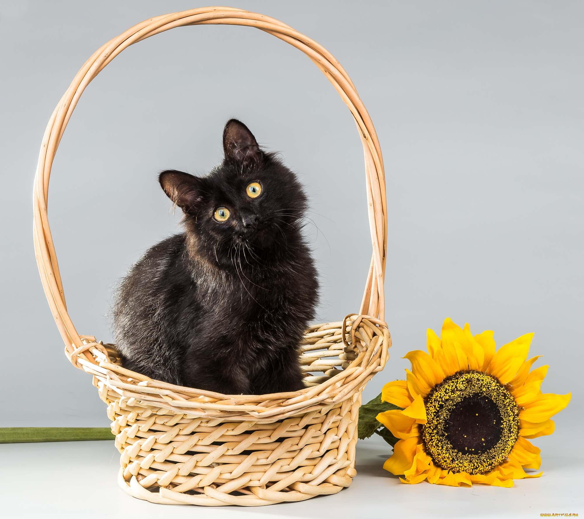 животные, коты, подсолнух, корзина
