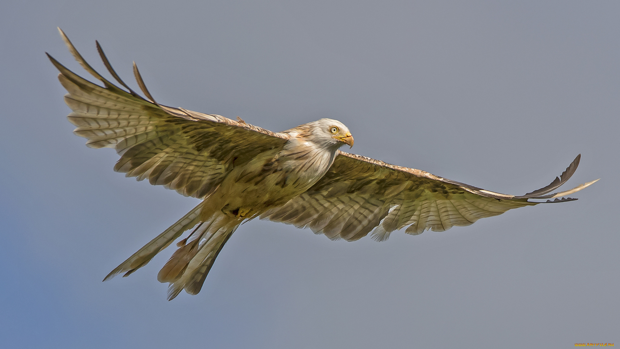 животные, птицы, -, хищники, небо, полёт, птица