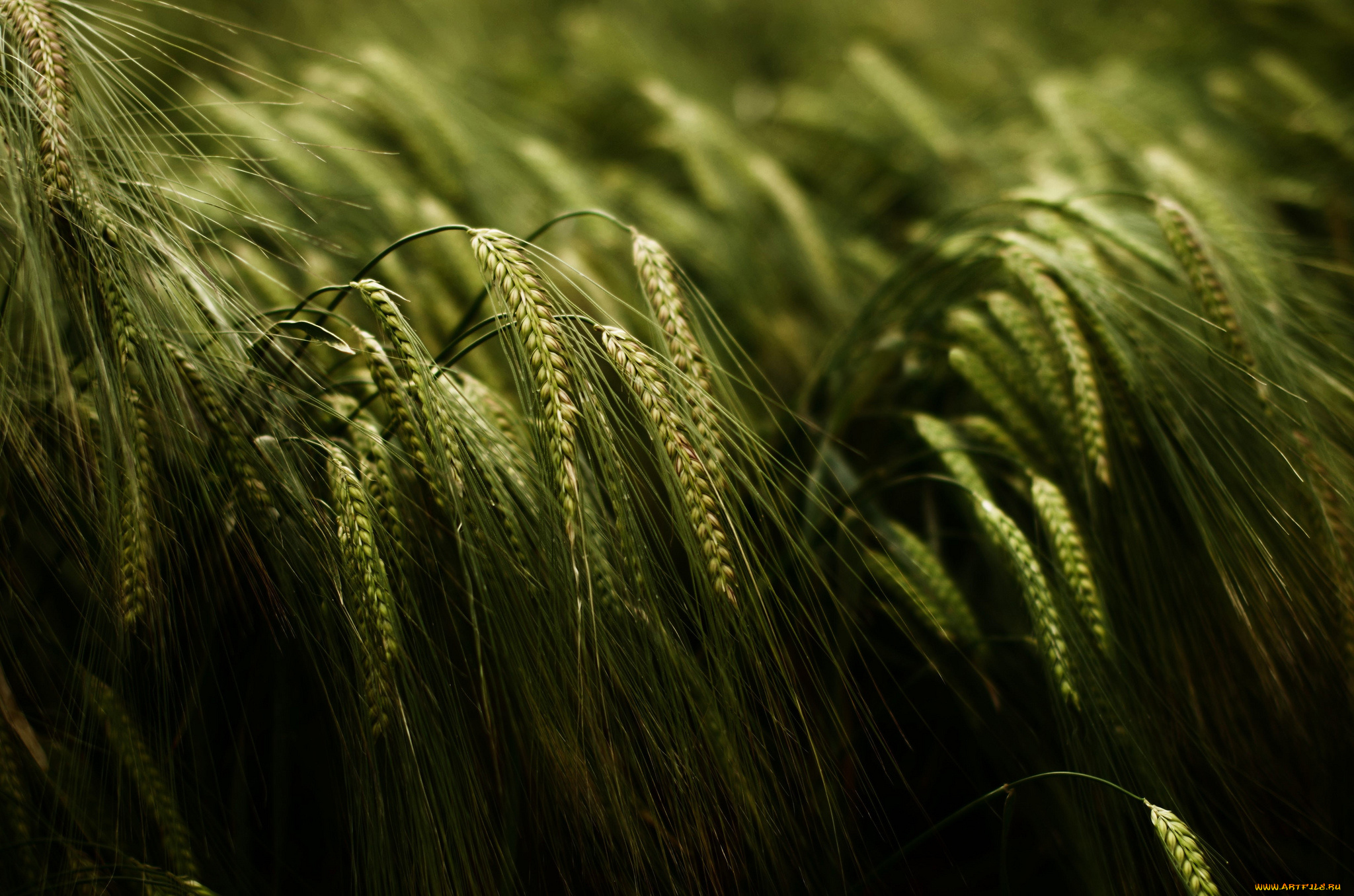 природа, макро, колоски, поле