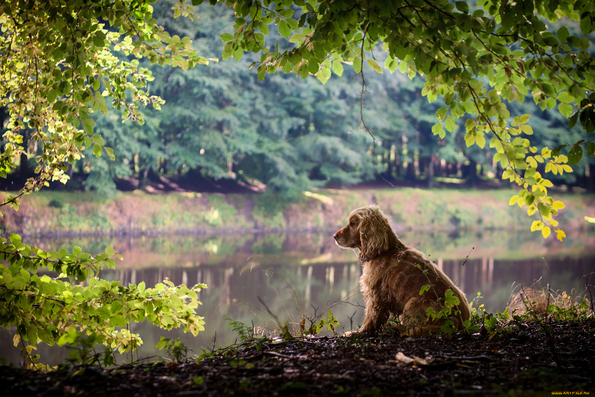 животные, собаки, зелень, листья, ветки, природа, собака