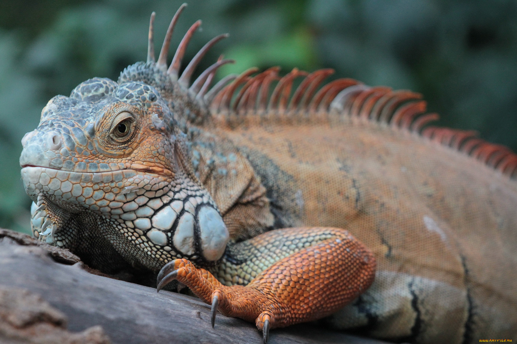 животные, Ящерицы, , игуаны, , вараны, хладнокровное