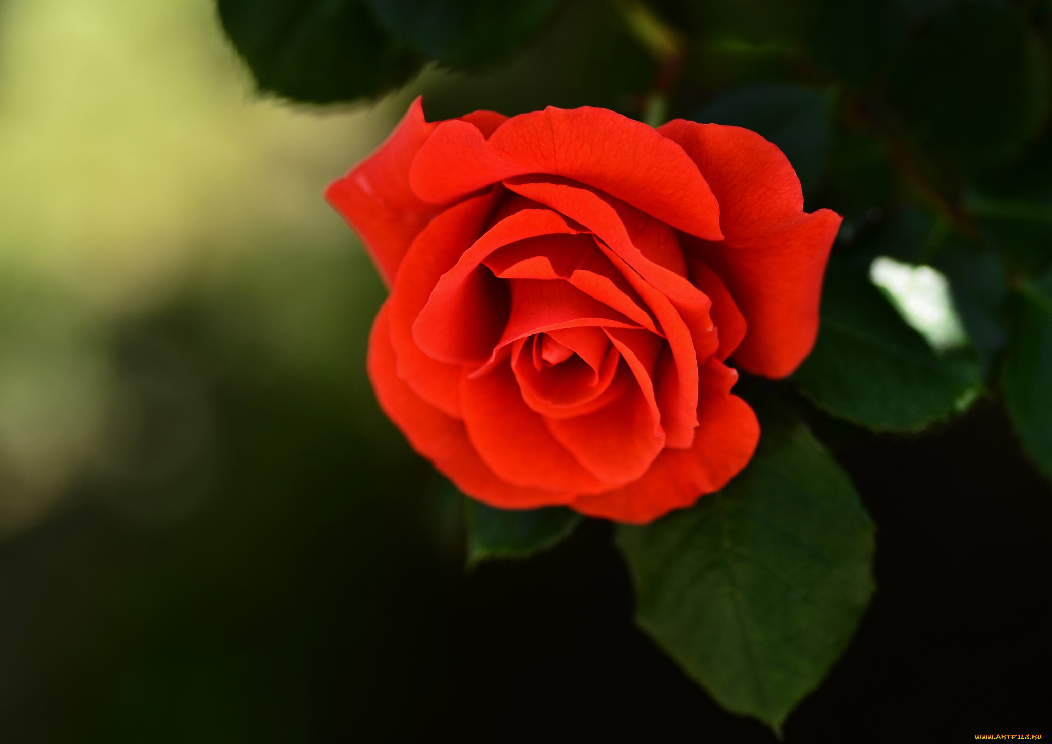 цветы, розы, ярко-красная, бутон, цветок, роза
