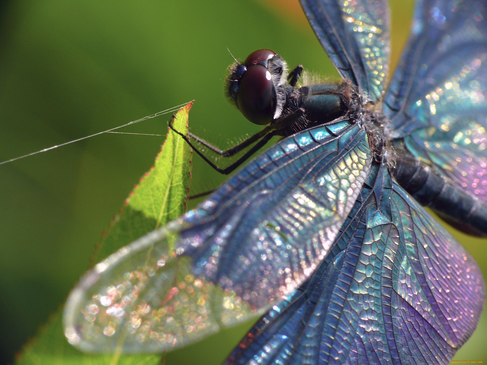 животные, стрекозы, стрекоза