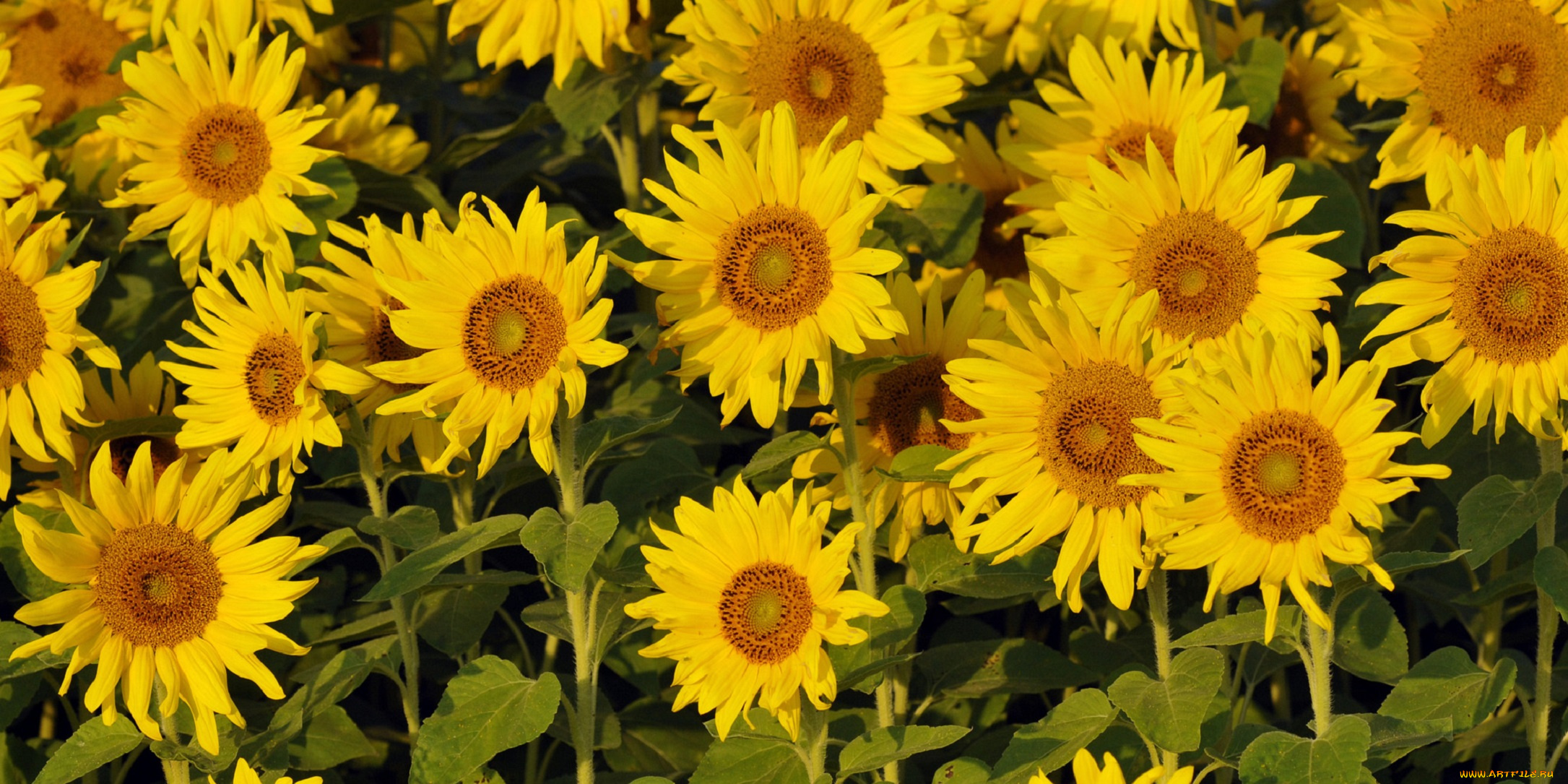 цветы, подсолнухи, жёлтые