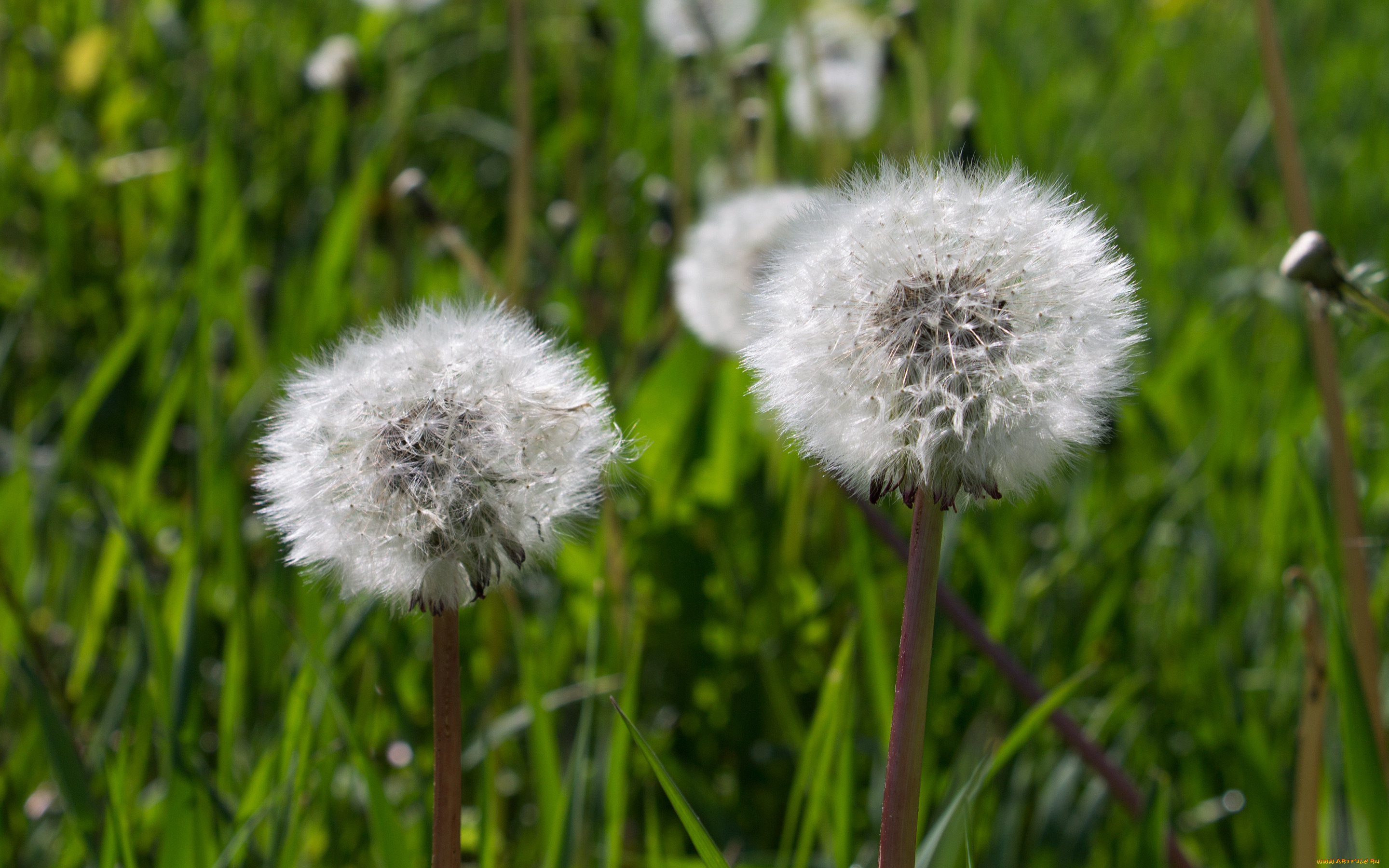 цветы, одуванчики, лето