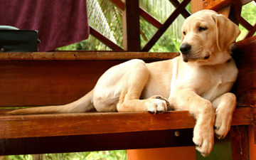 обоя животные, собаки, морда