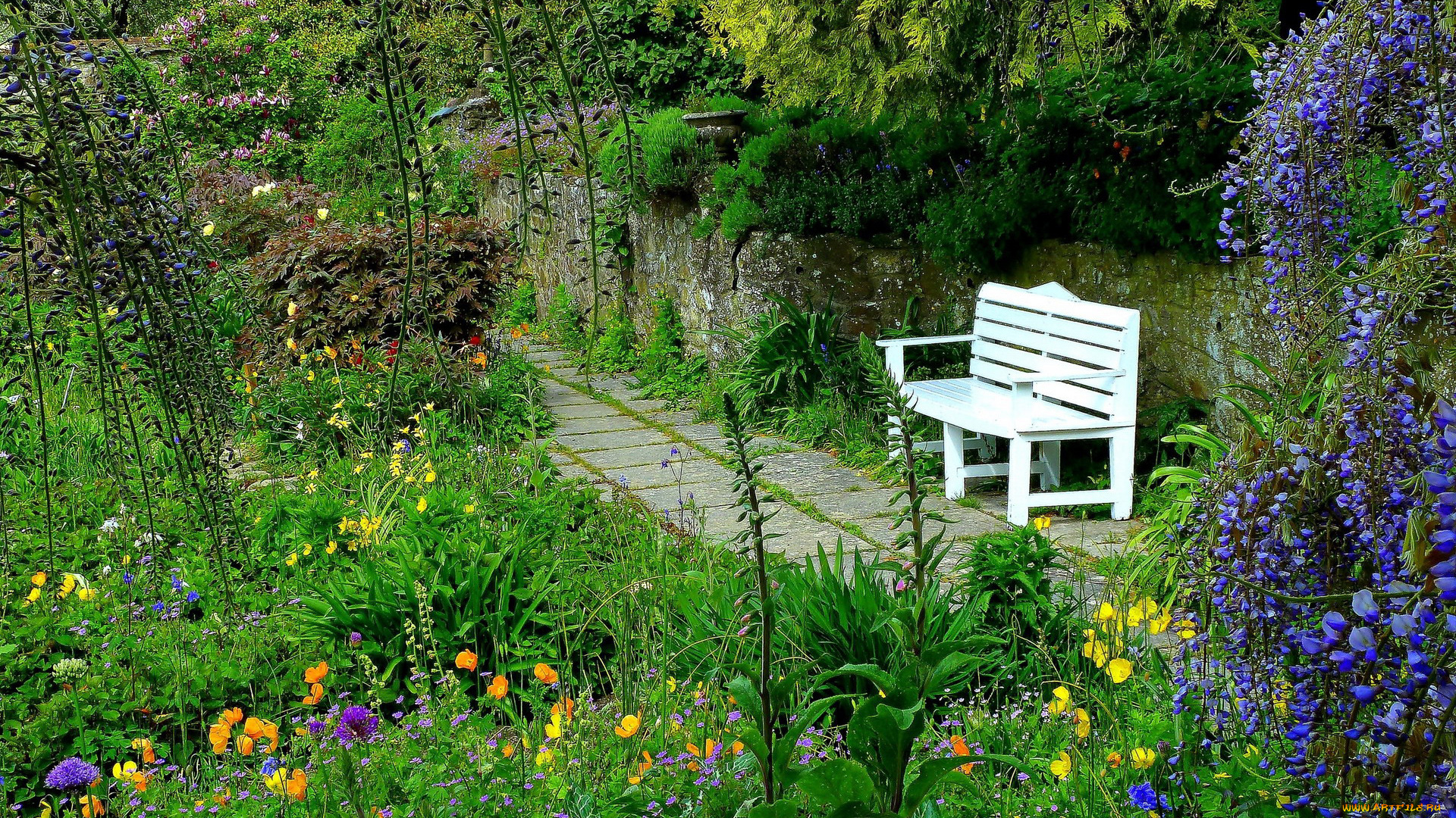 природа, парк, цветы, глициния, дорожка, скамейка